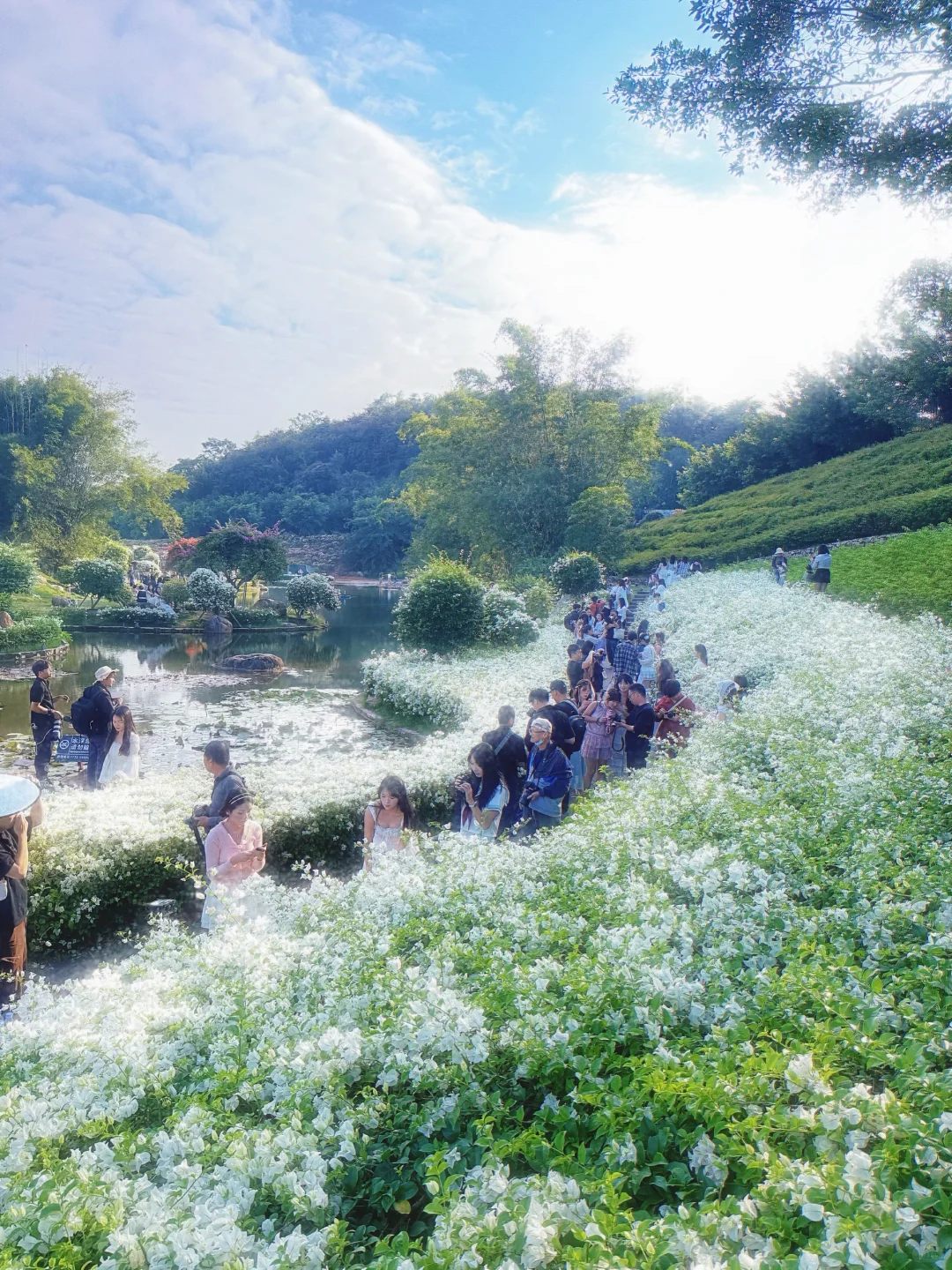 好羡慕南宁人 秋天的花海在发光