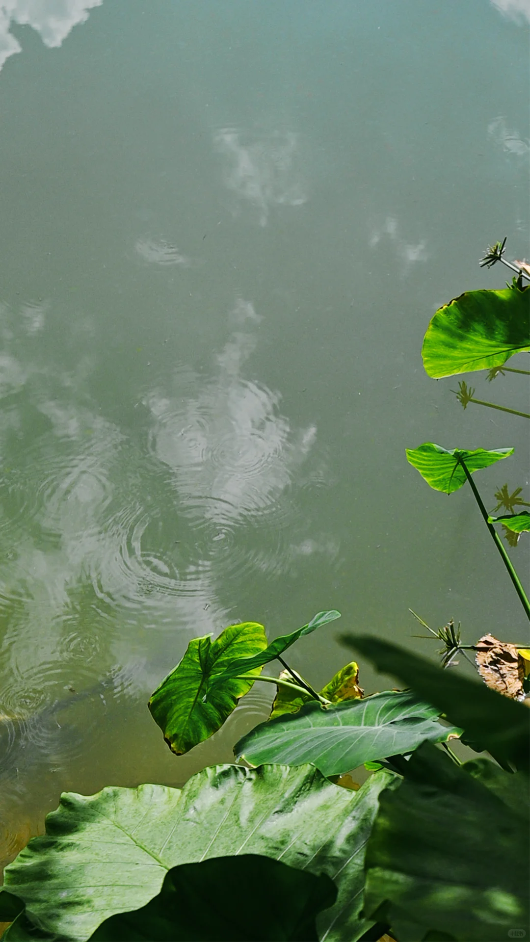 南宁｜🍃醒时见绿