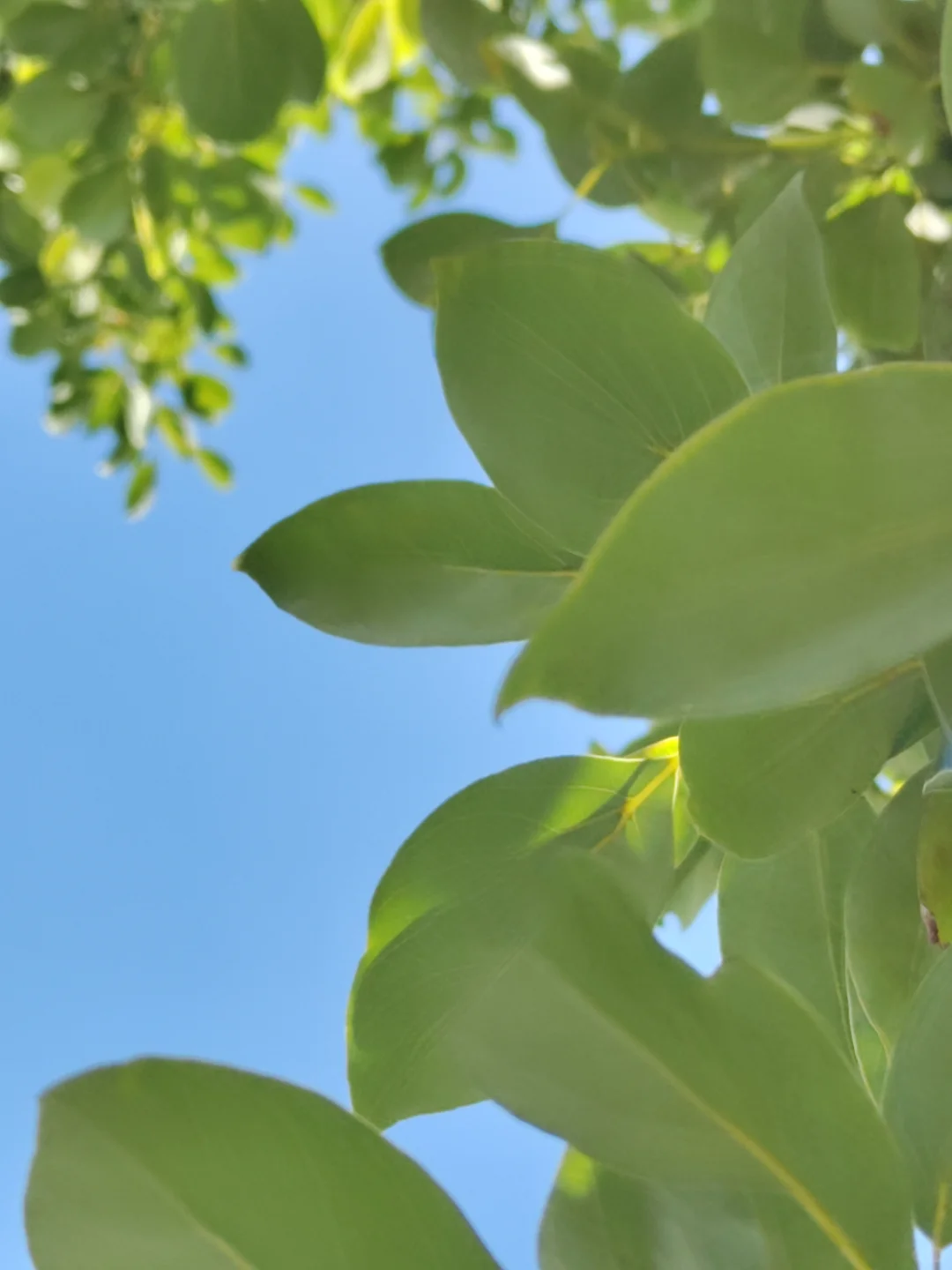 这是被踢出了冬天朋友圈的南宁现状[呲牙]。