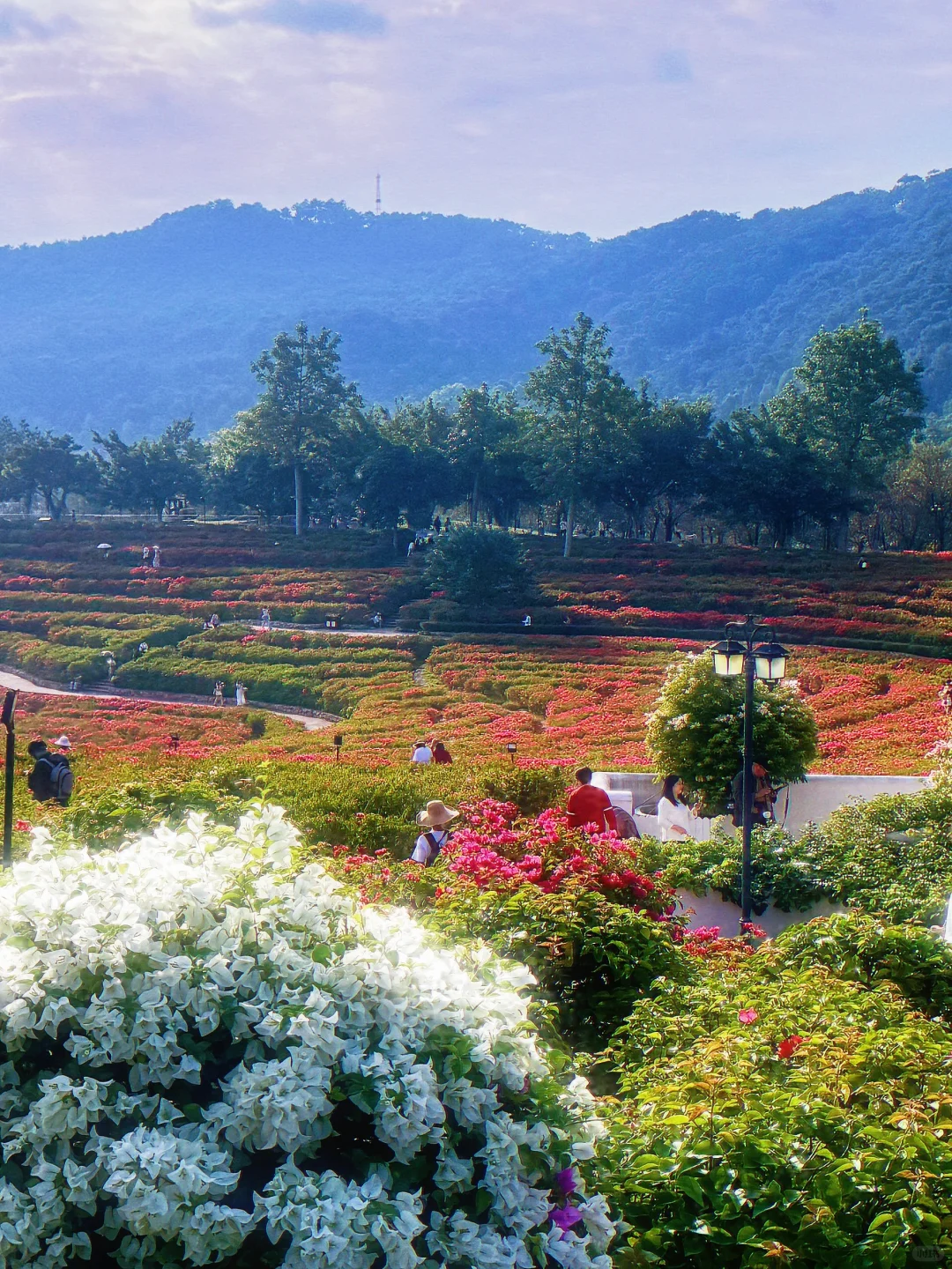好羡慕南宁人 秋天的花海在发光