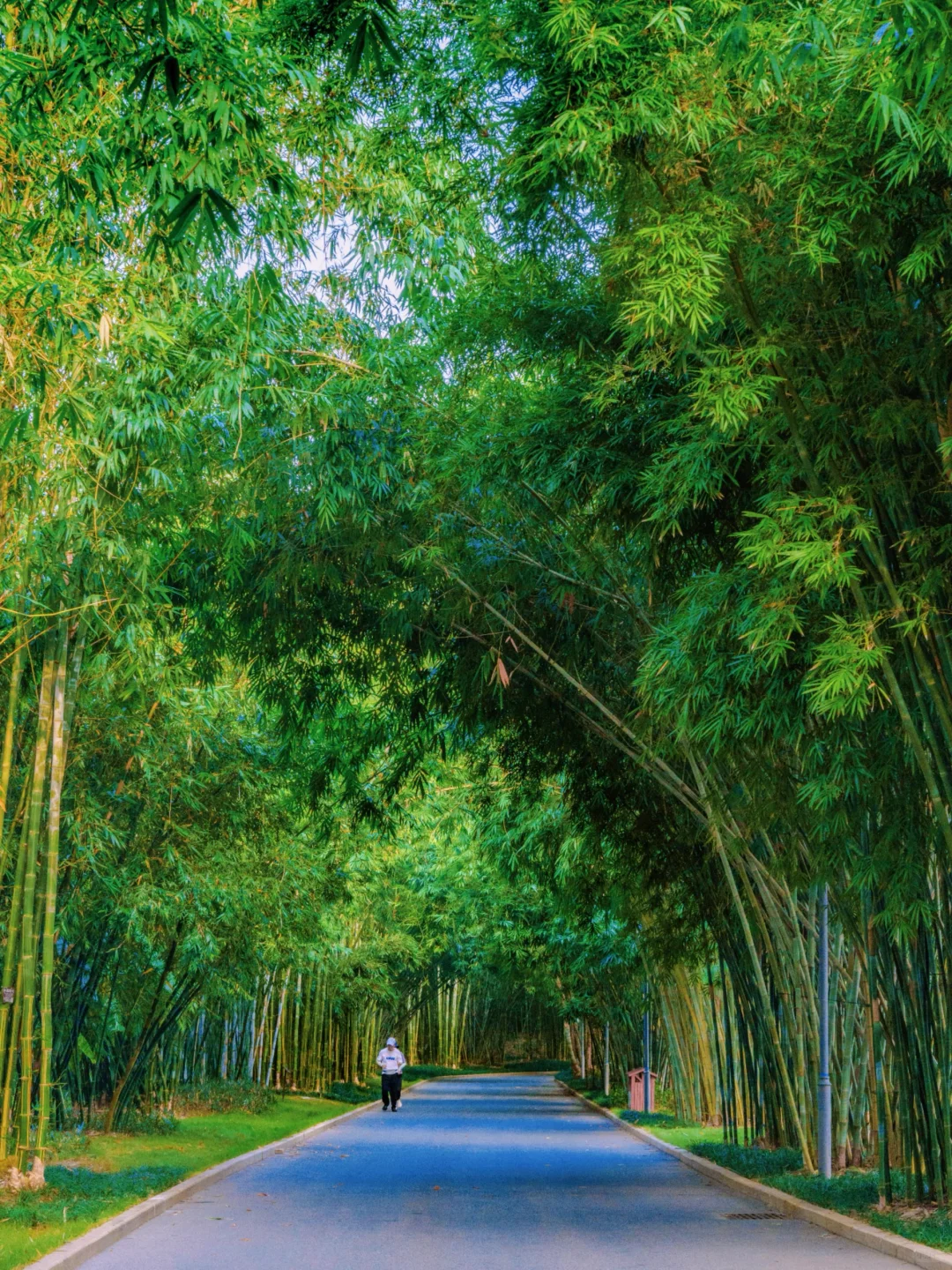 南宁青秀山最美季节！4小时不累腿路线来啦