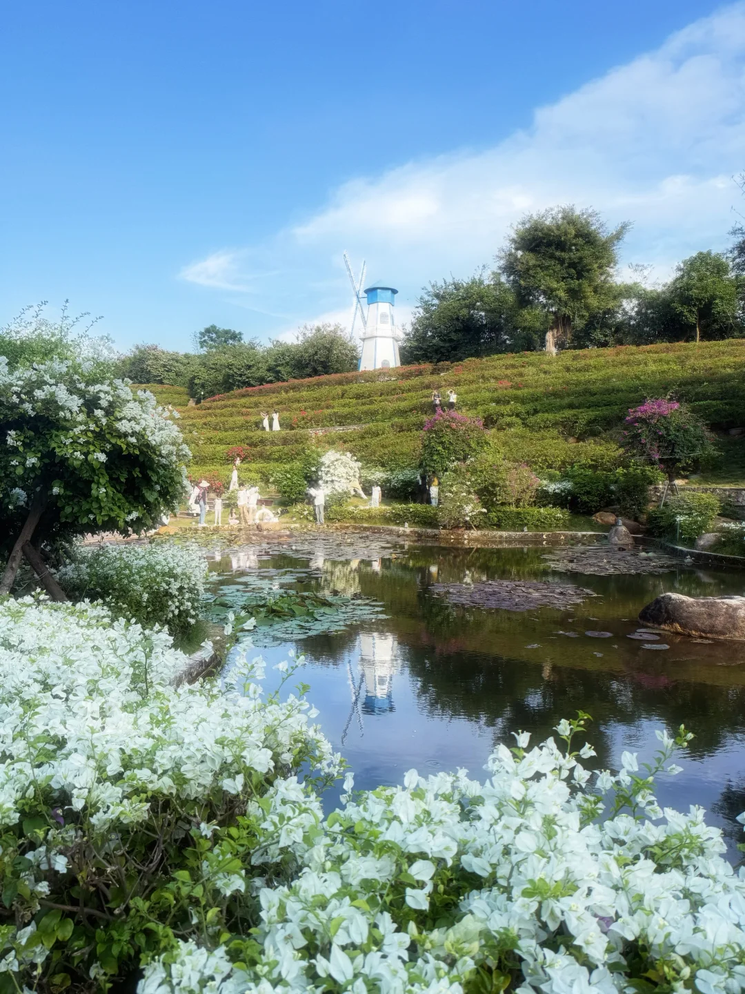 好羡慕南宁人 秋天的花海在发光