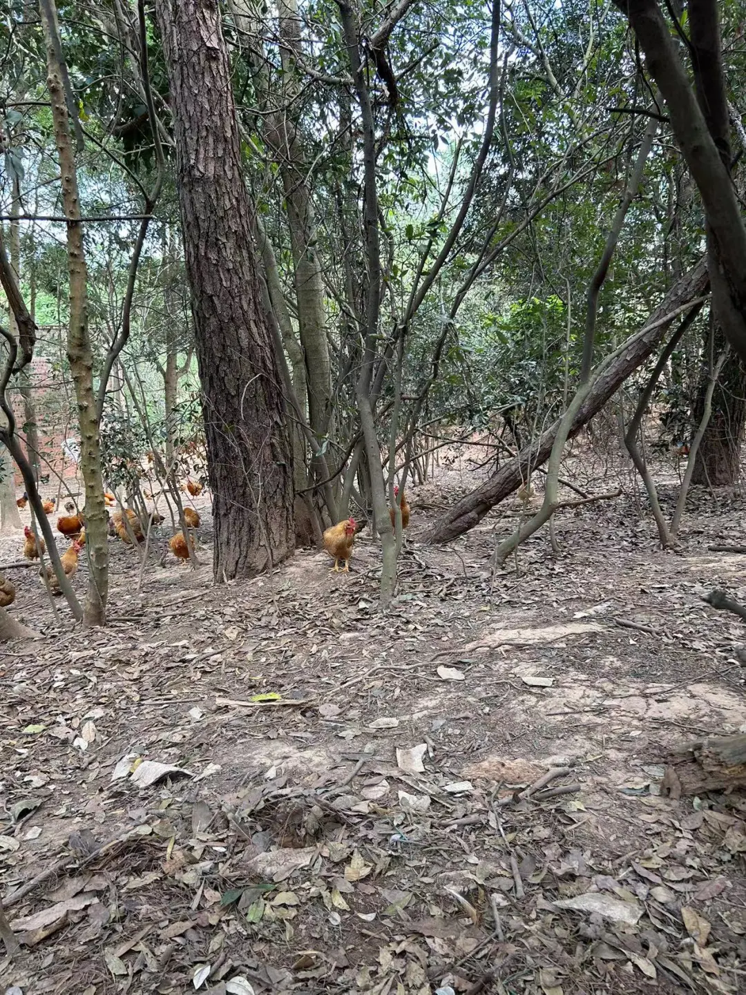 南宁土鸡多少钱一斤合适