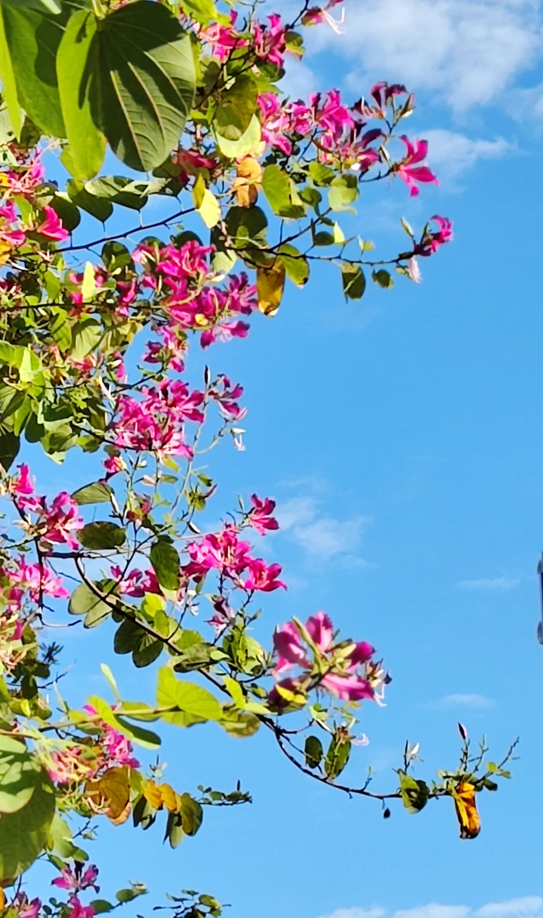这是被踢出了冬天朋友圈的南宁现状[呲牙]。