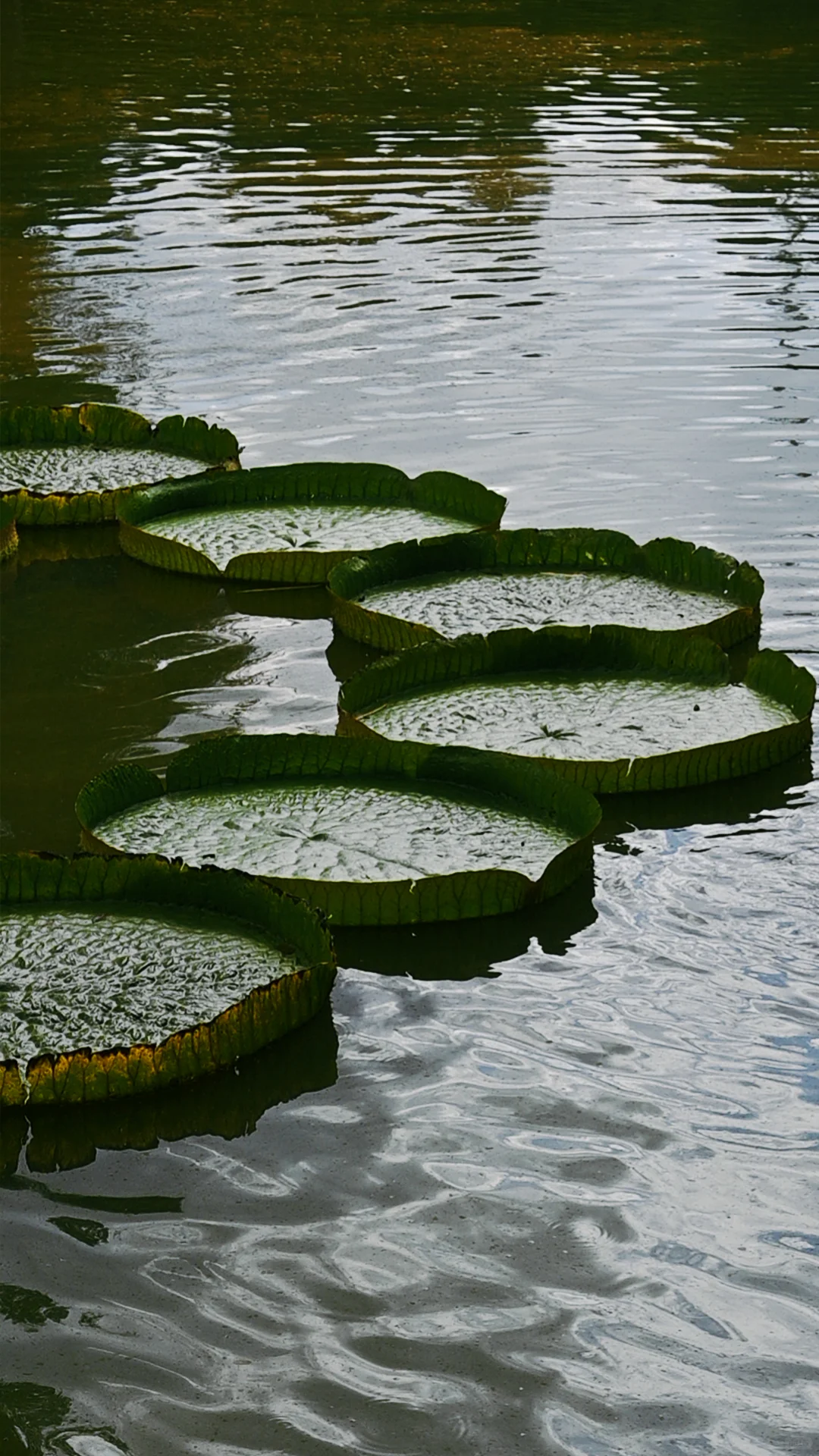 南宁｜🍃醒时见绿