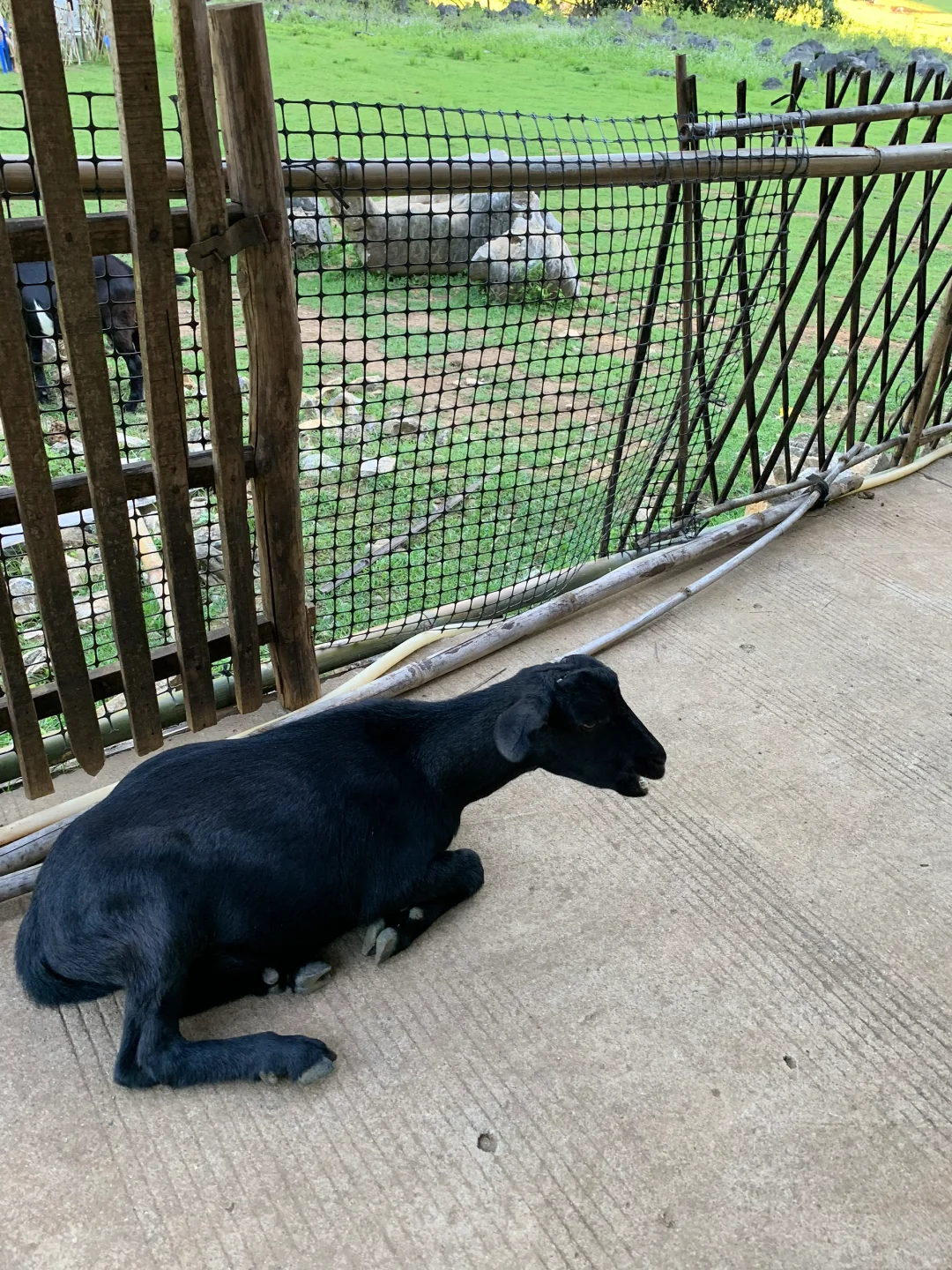 来柳州 一定要留一天时间给鹿寨！