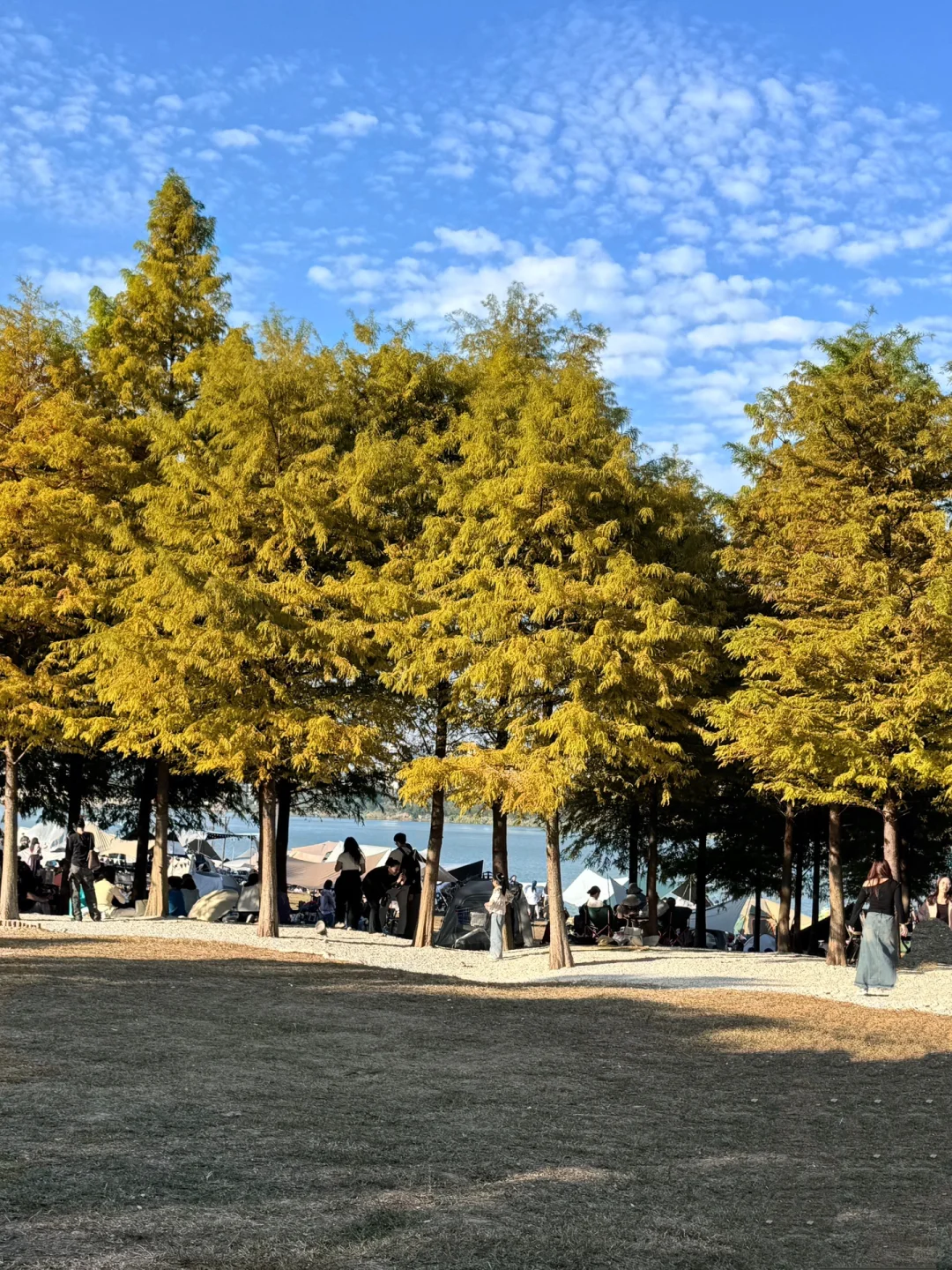 灵龟山｜在南宁拍到了黄色的秋天🍂