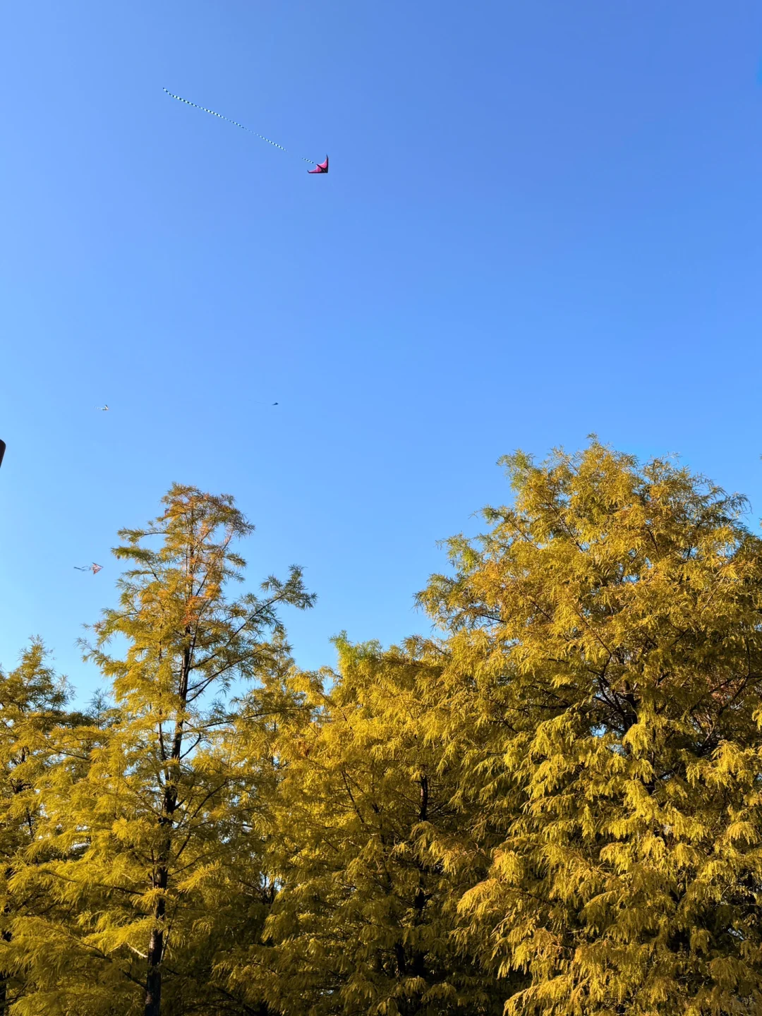 灵龟山｜在南宁拍到了黄色的秋天🍂