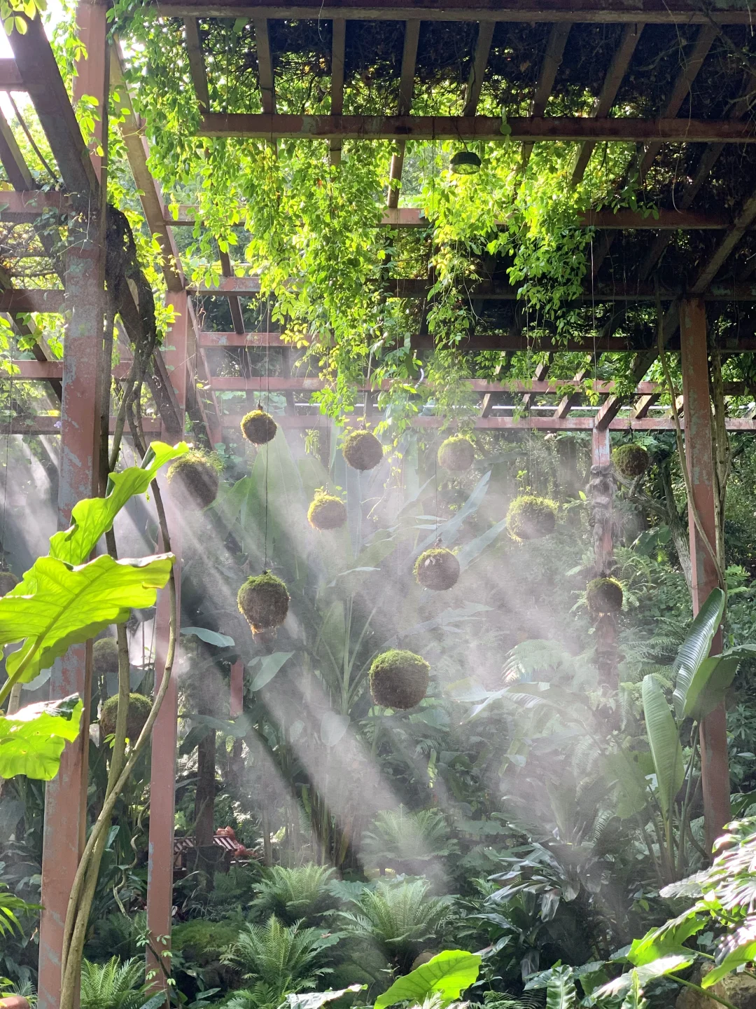 南宁青秀山｜不小心闯进热带雨林啦！🌴