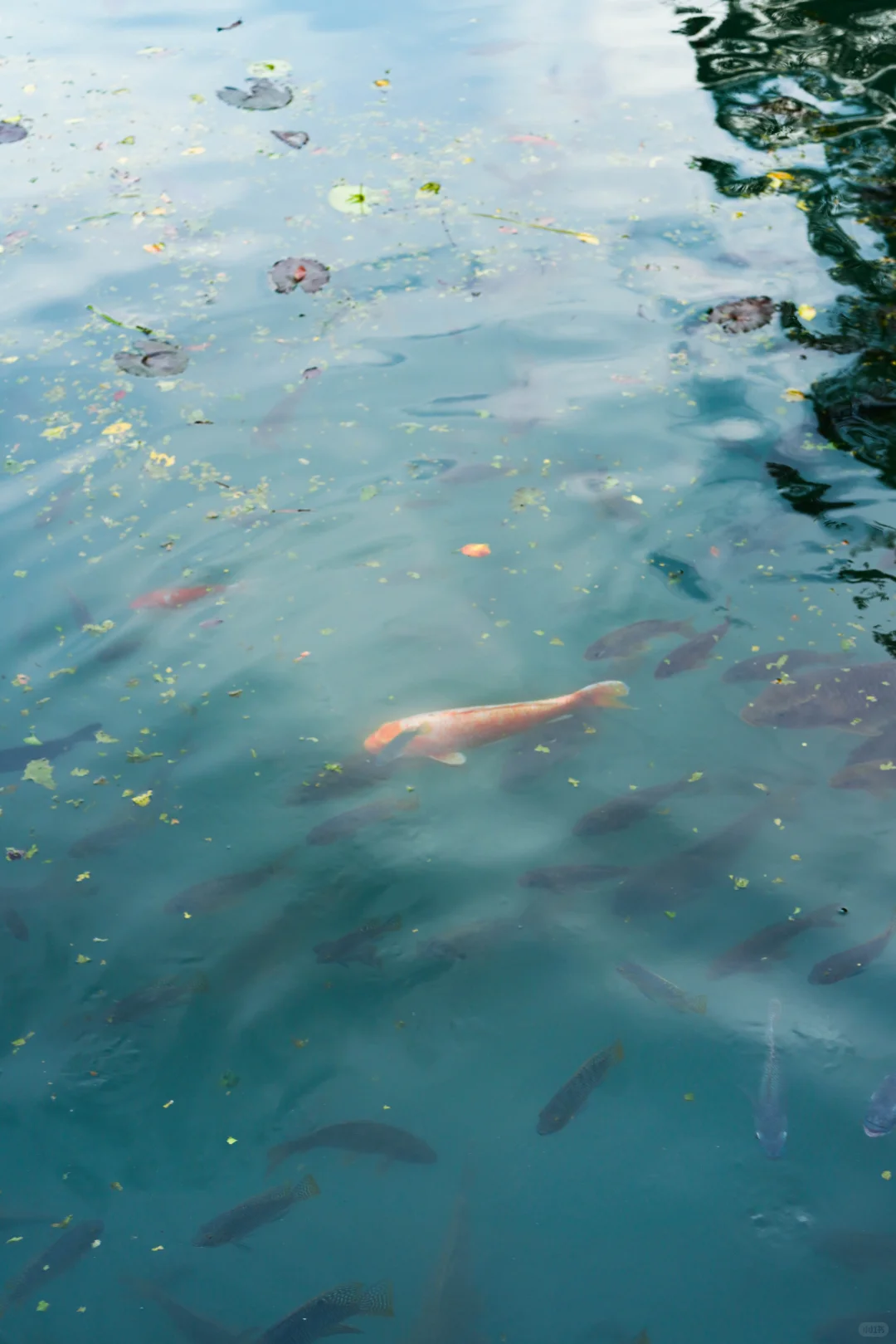 不吃螺蛳粉，柳州还值得去玩吗🐲