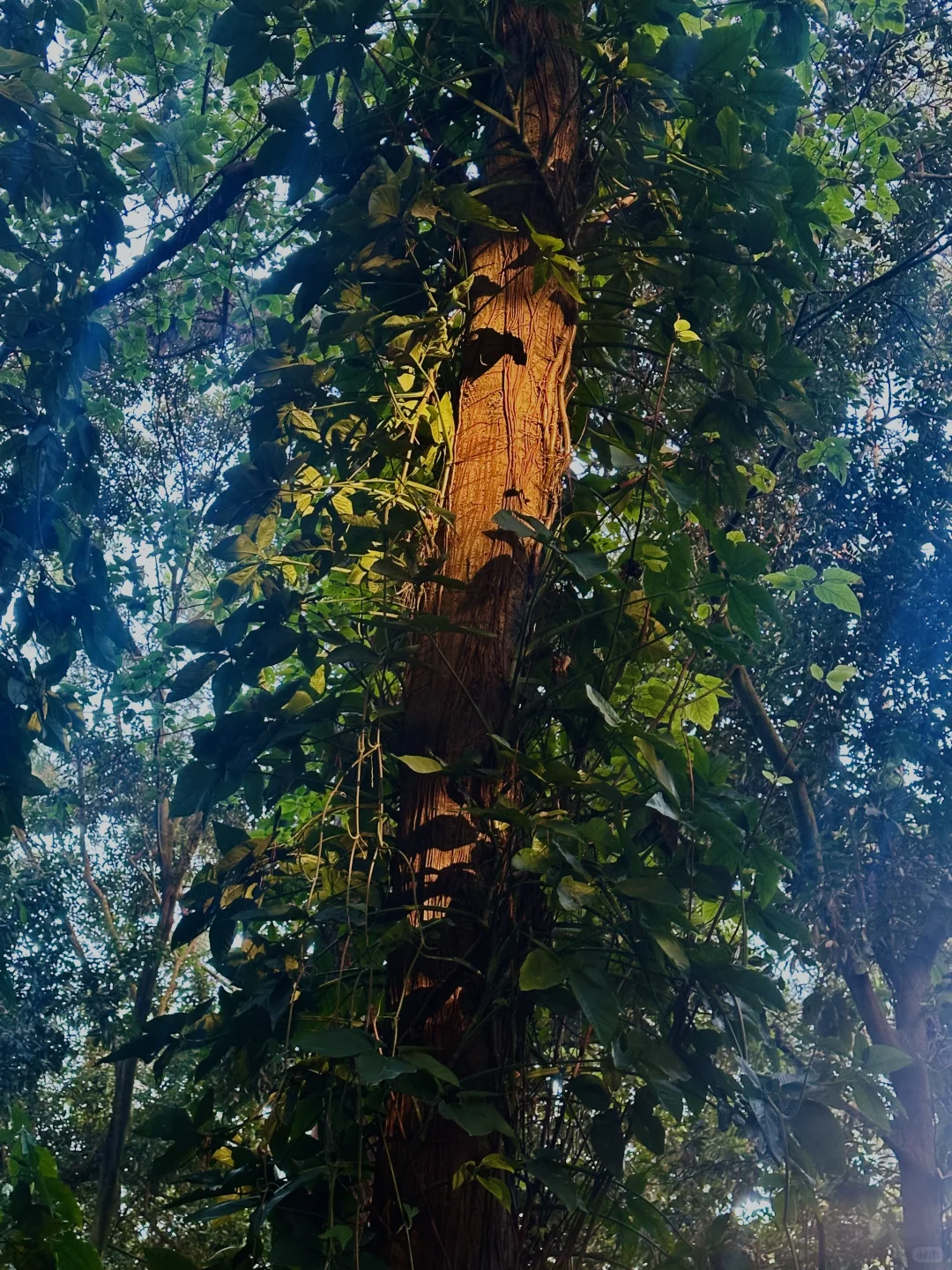 南宁唯一可以citywalk30000步的地方