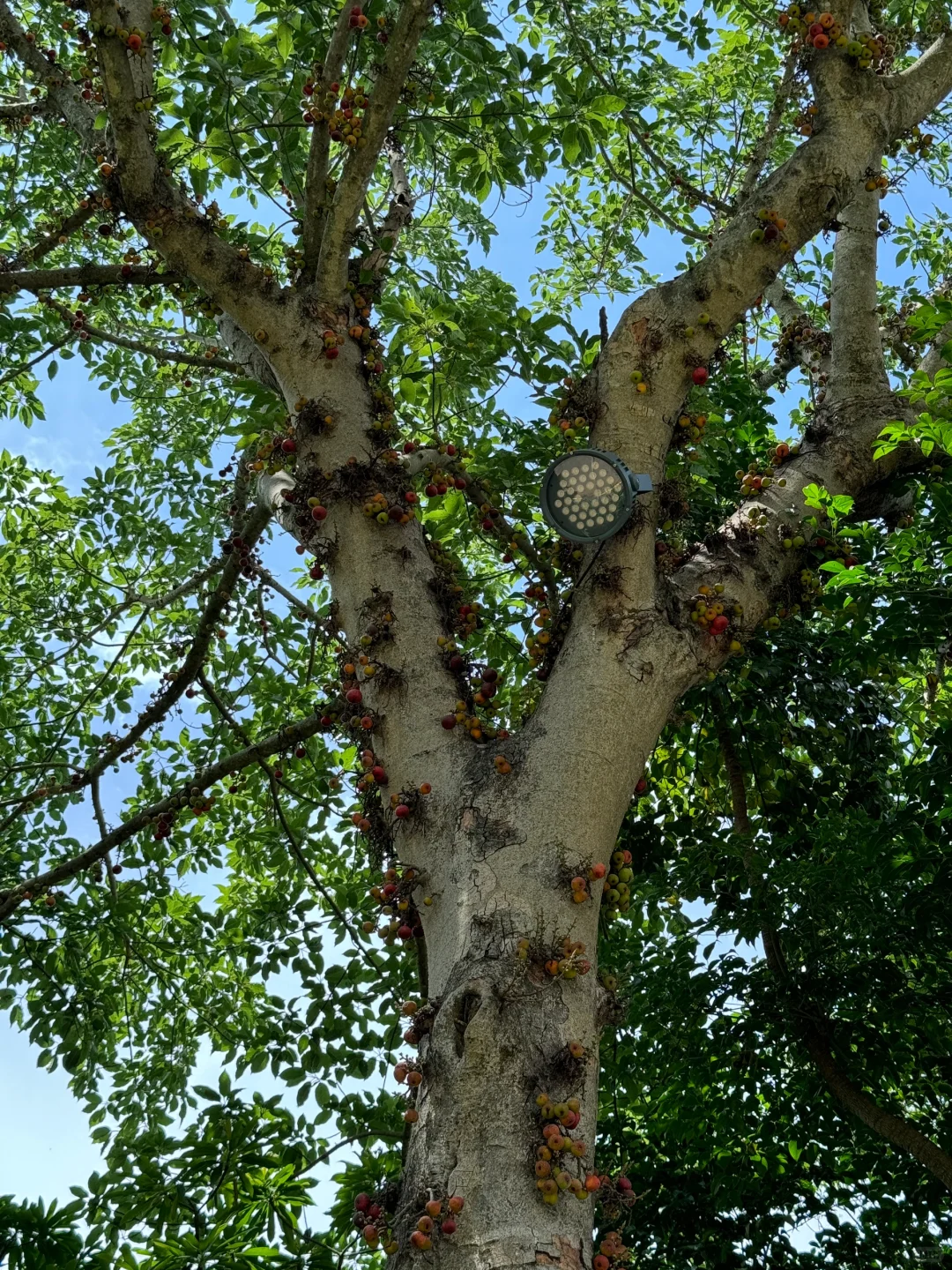 植物爱好者来南宁青秀山会激动的疯掉！