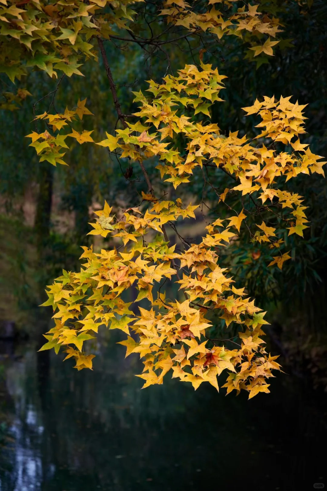 南宁周末两天赏秋攻略🍁看着一篇就够啦‼️