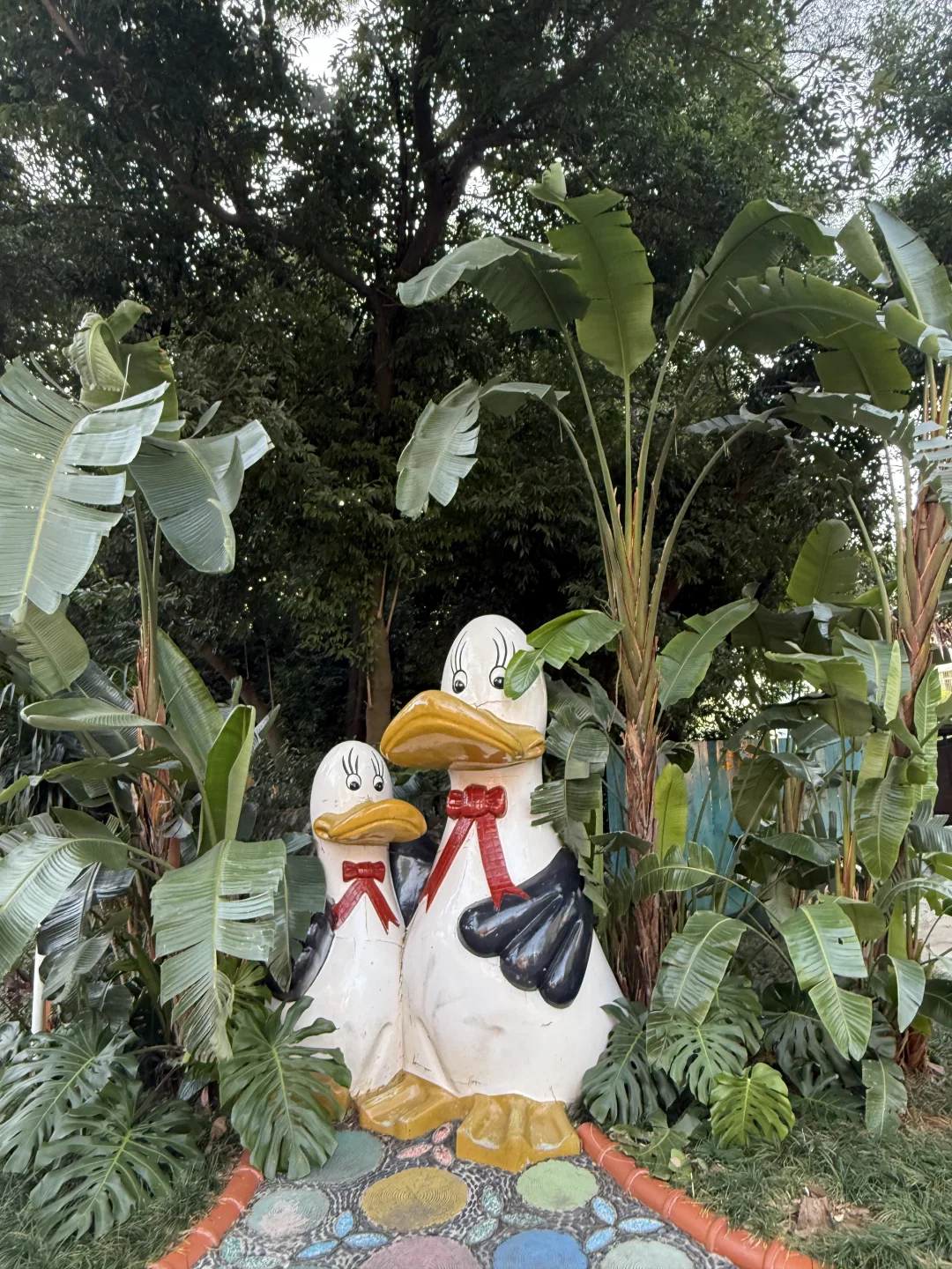 mini么去柳州动物园看大熊猫明浜&蜀琳