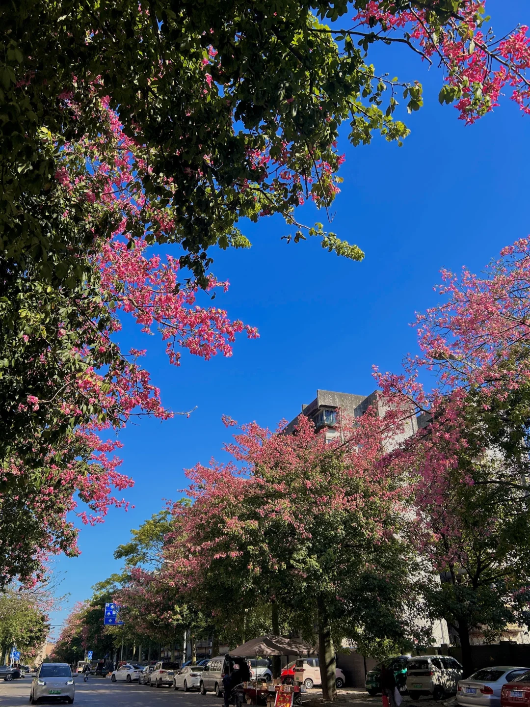 柳州11.13实况。。异木棉爆开啦！！