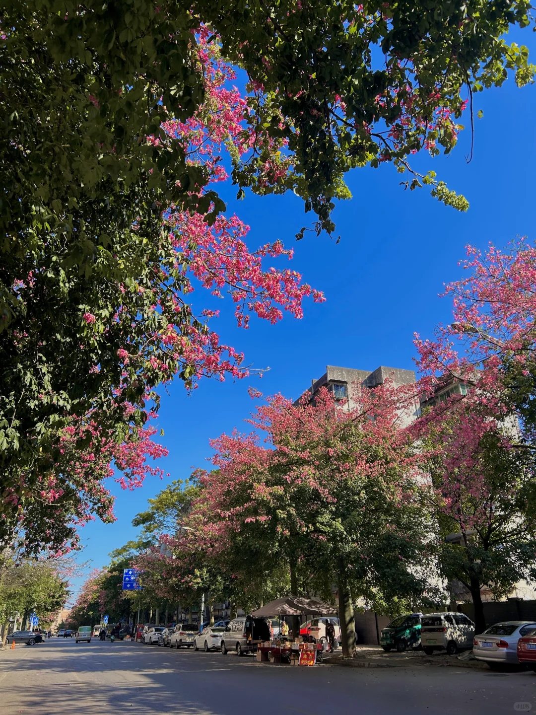 柳州11.13实况。。异木棉爆开啦！！