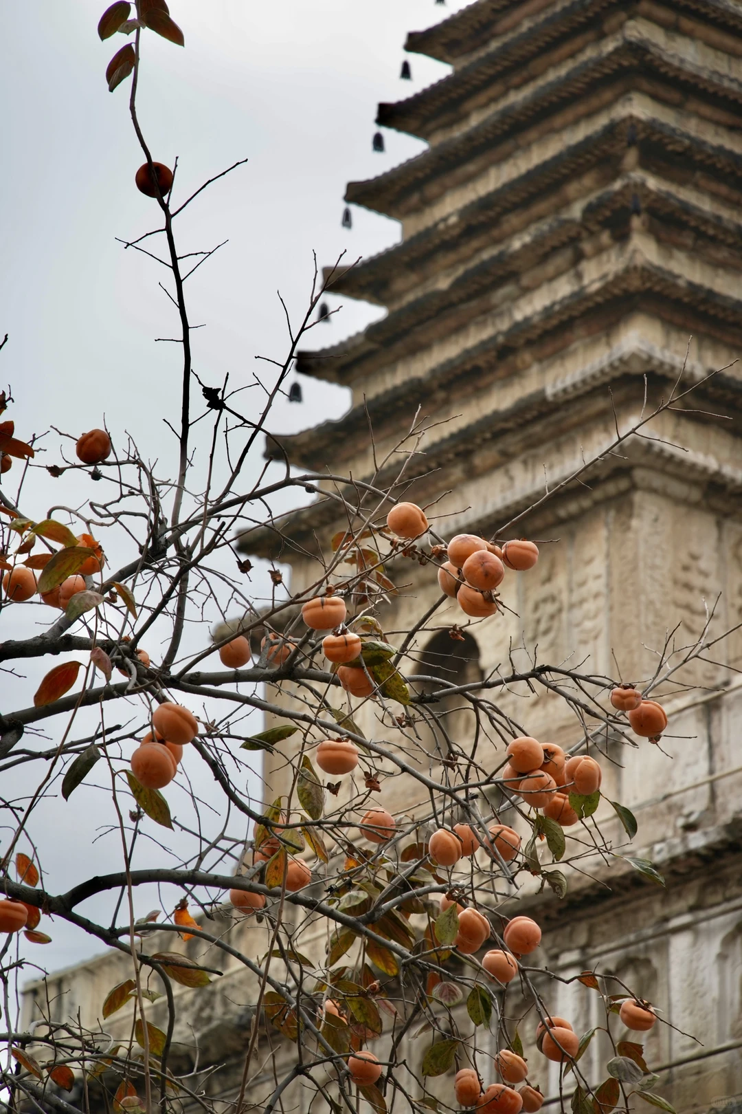 南宁周末两天赏秋攻略🍁看着一篇就够啦‼️