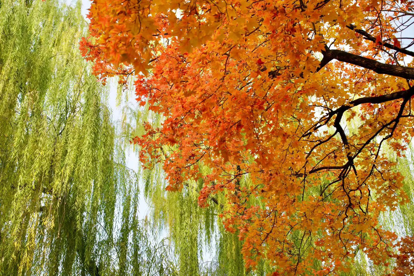 南宁周末两天赏秋攻略🍁看着一篇就够啦‼️