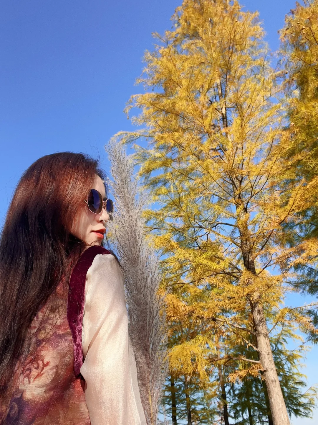 暖冬秋色🍂柳州龙湖公园水杉林