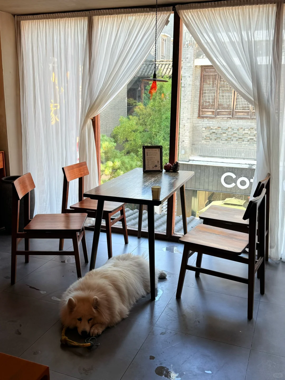 五刷柳州乔妹家🏠圣诞🎄皮肤上新，还有🐶