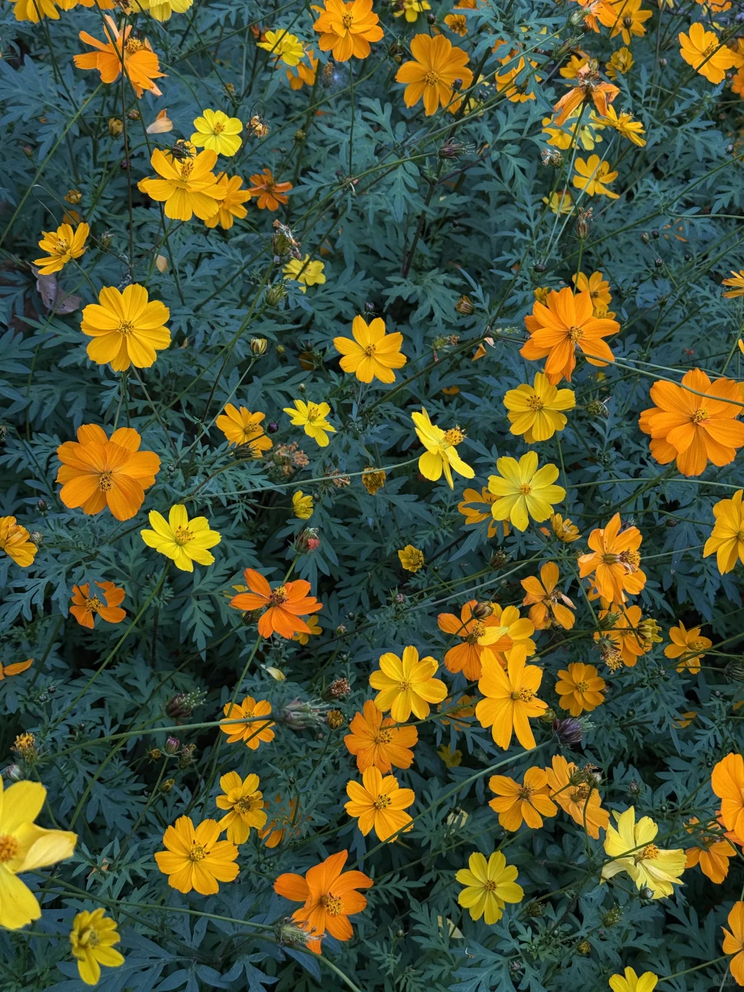 柳州｜漫花庄园太适合拍照📷了吧