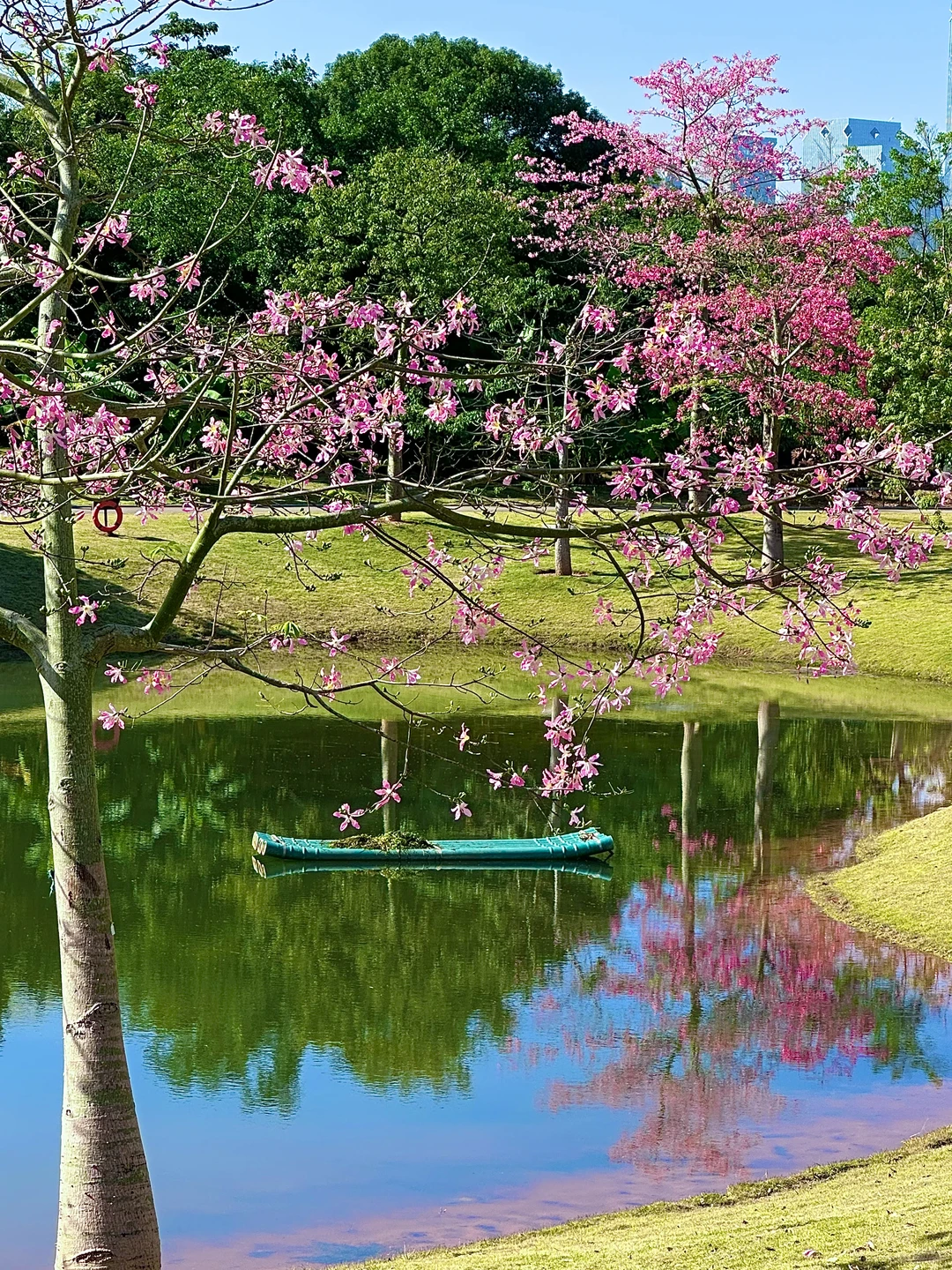 11.27青秀山实况！美得像童话