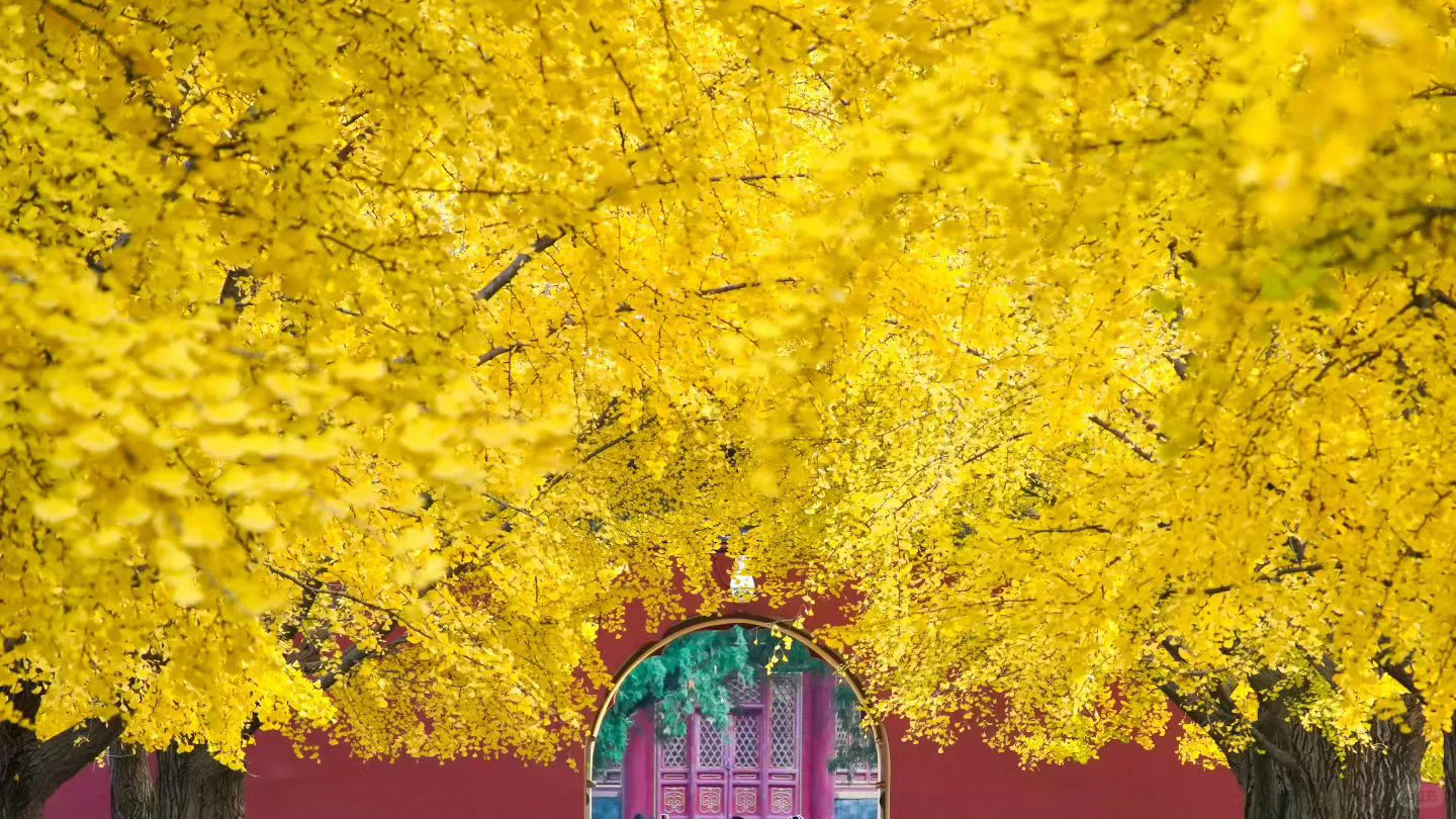 南宁周末两天赏秋攻略🍁看着一篇就够啦‼️