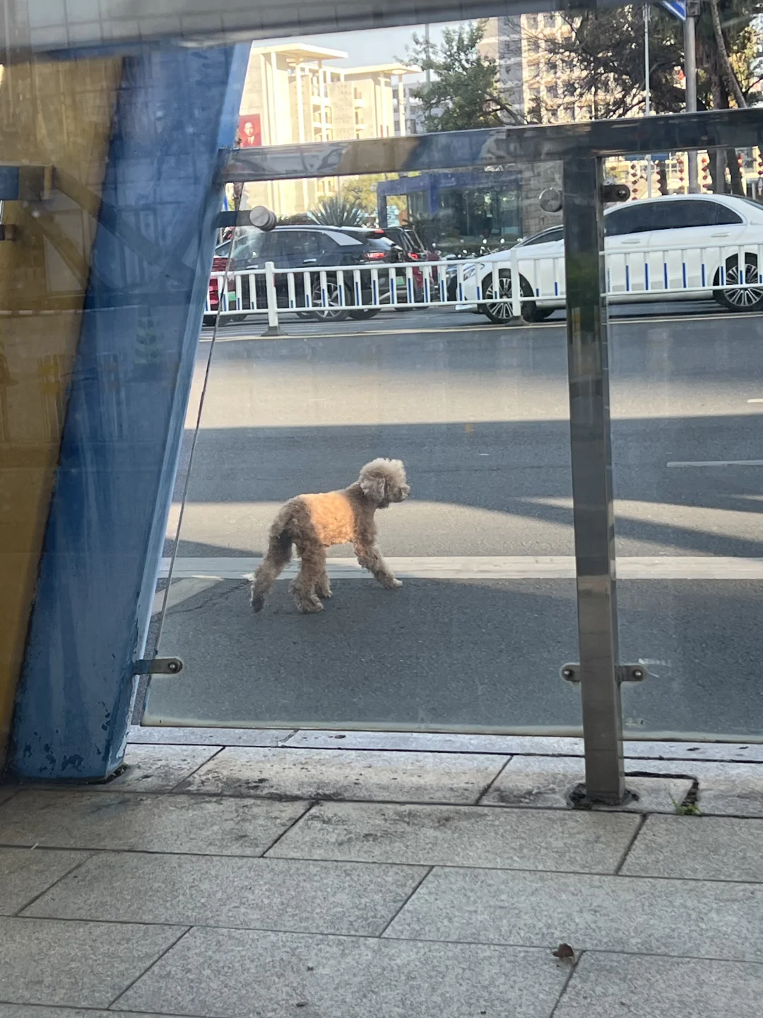 柳州谁的泰迪走丢了主人快来