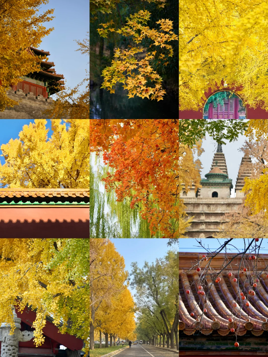 南宁周末两天赏秋攻略🍁看着一篇就够啦‼️