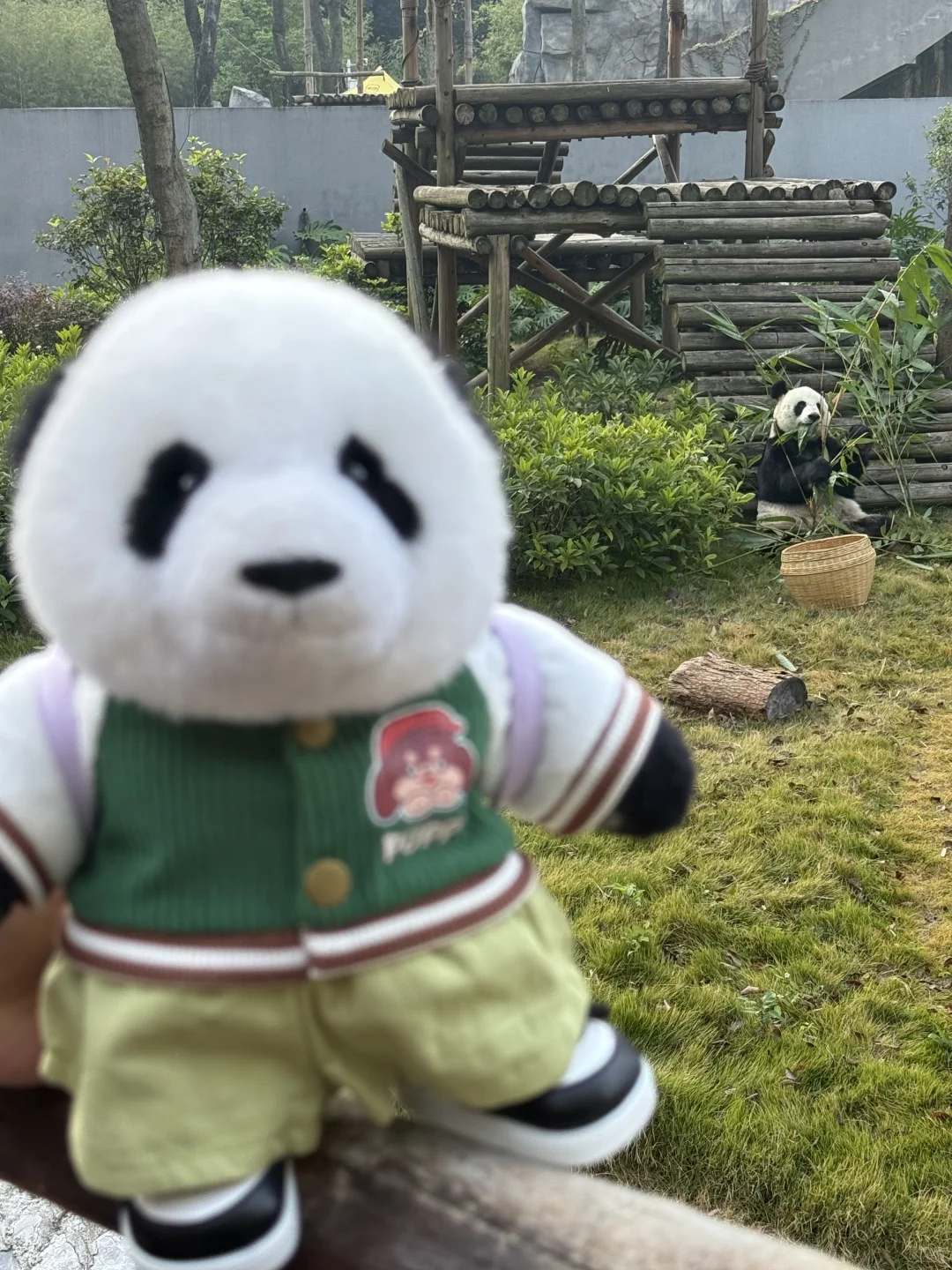 mini么去柳州动物园看大熊猫明浜&蜀琳