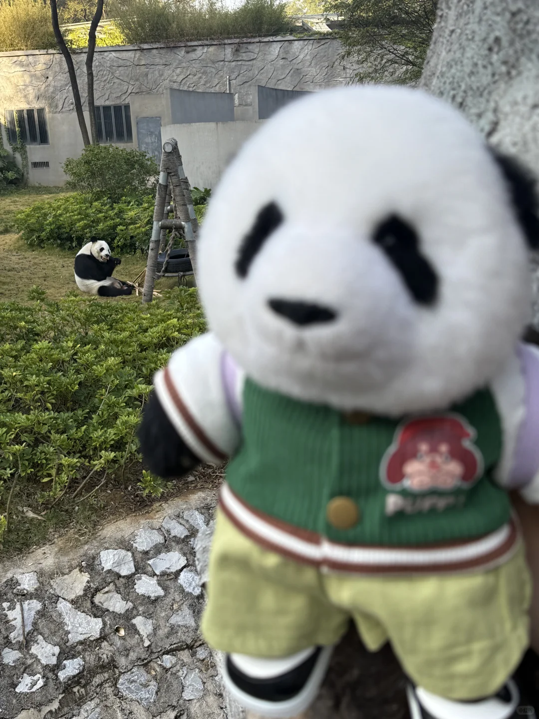 mini么去柳州动物园看大熊猫明浜&蜀琳