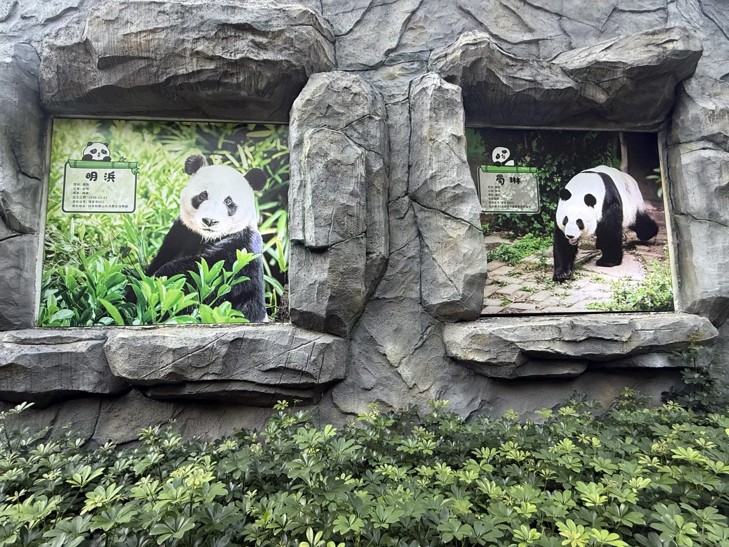 mini么去柳州动物园看大熊猫明浜&蜀琳