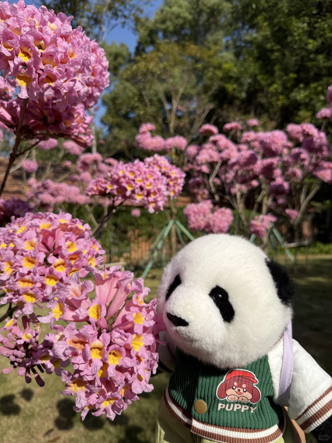 mini么去柳州动物园看大熊猫明浜&蜀琳