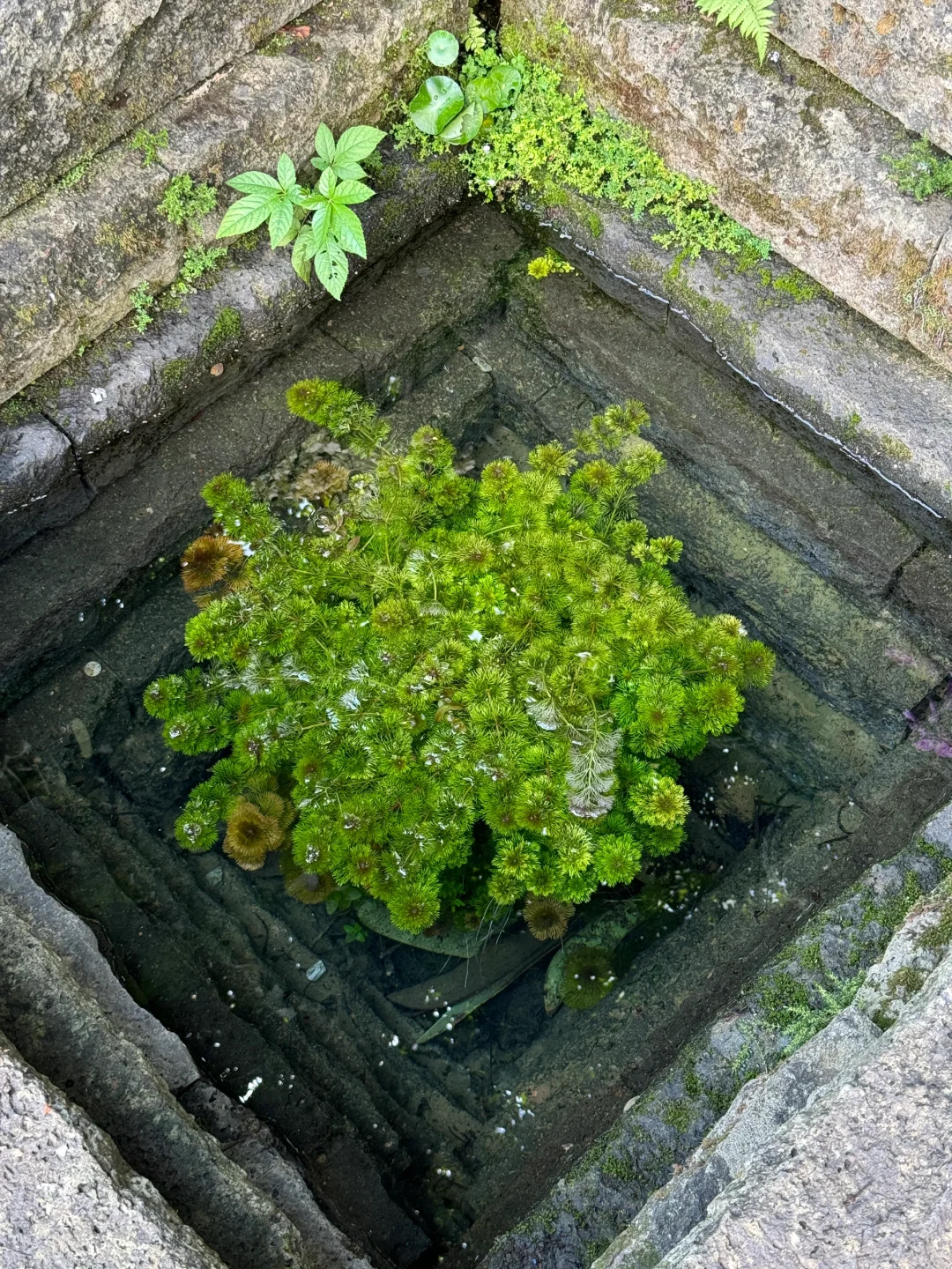植物爱好者来南宁青秀山会激动的疯掉！