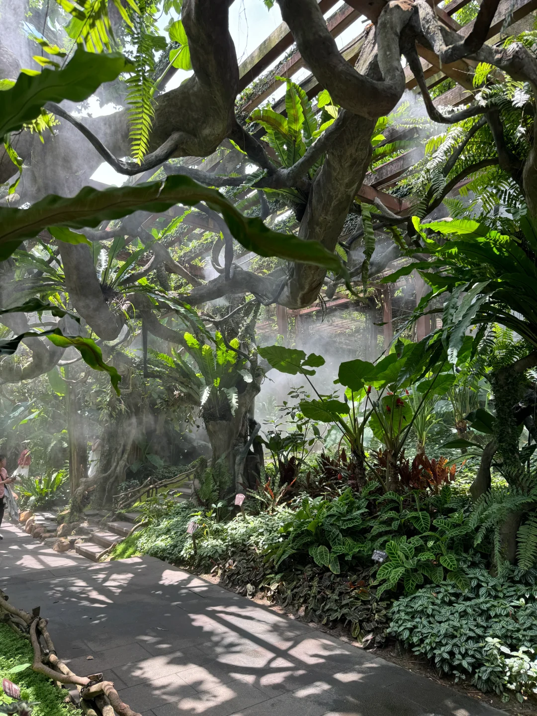 植物爱好者来南宁青秀山会激动的疯掉！