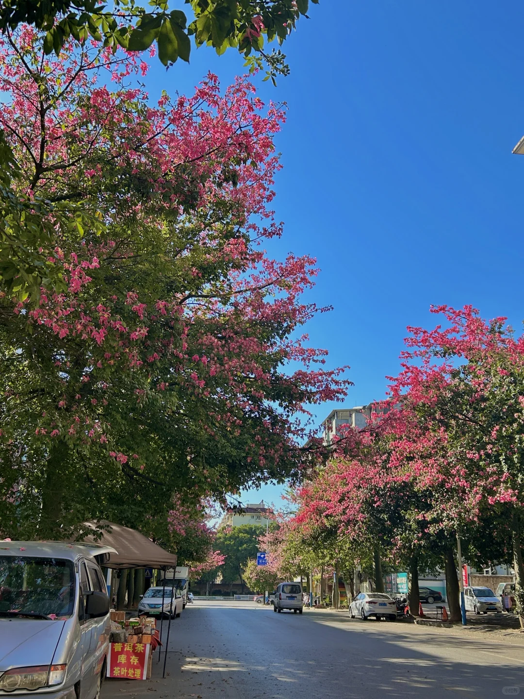 柳州11.13实况。。异木棉爆开啦！！