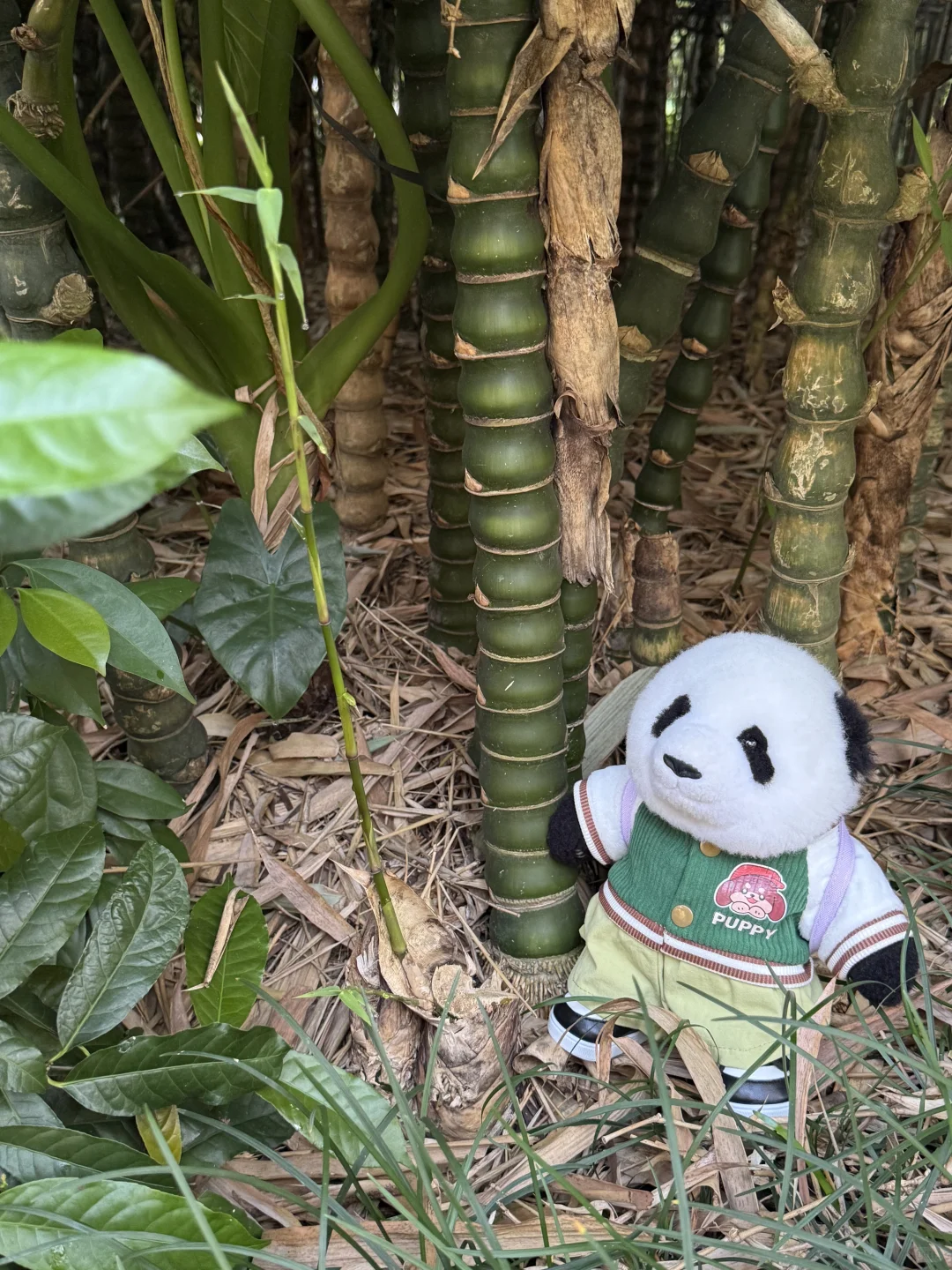 mini么去柳州动物园看大熊猫明浜&蜀琳