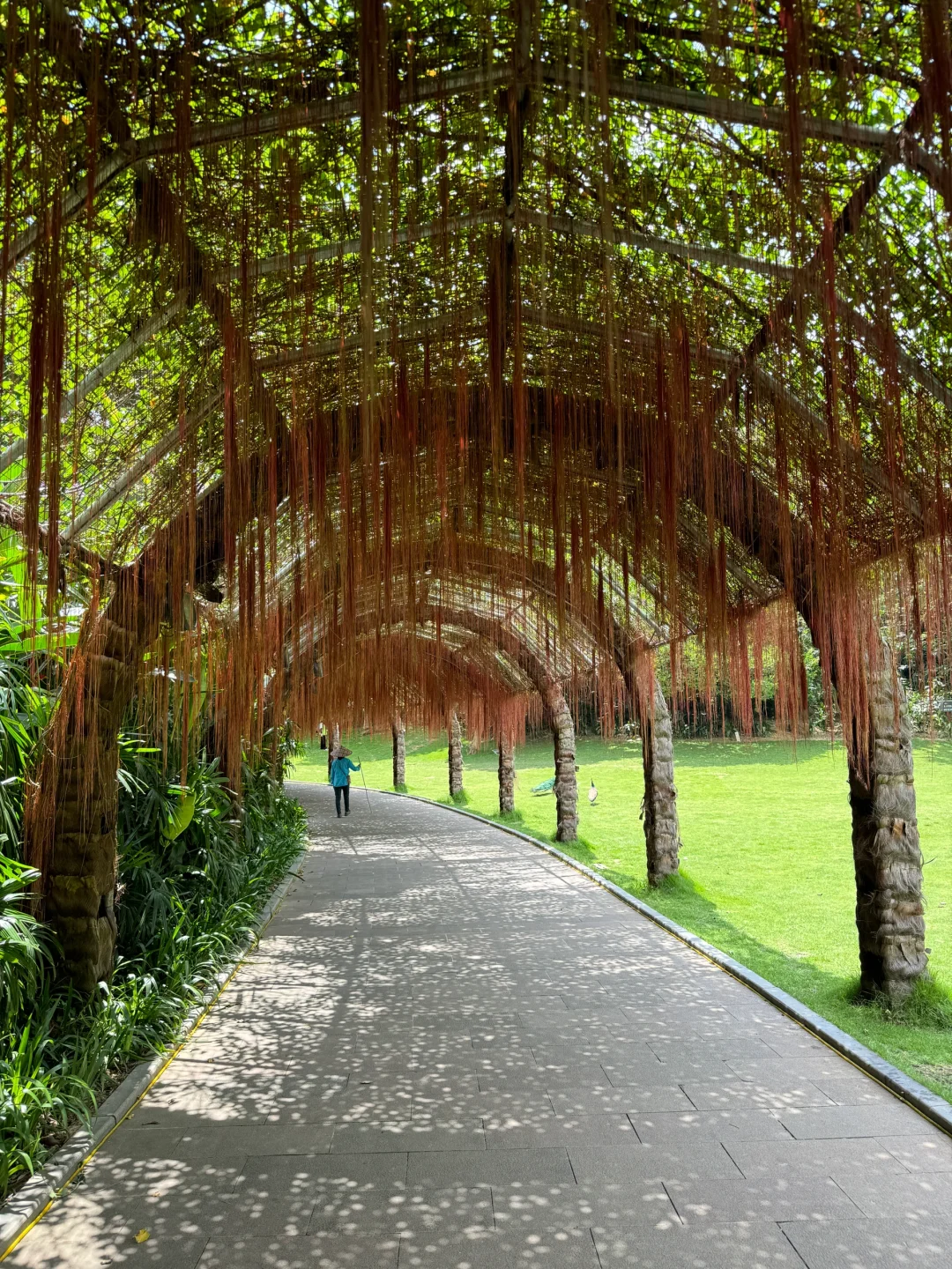 植物爱好者来南宁青秀山会激动的疯掉！