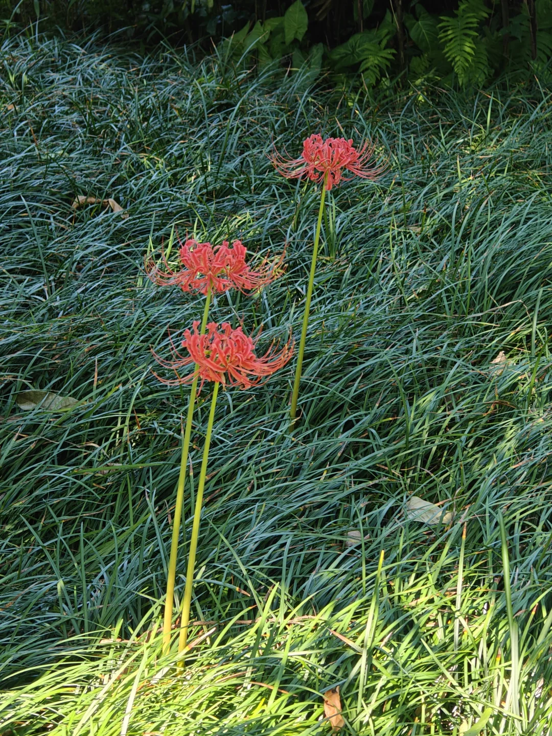 柳州城区旅游全路线