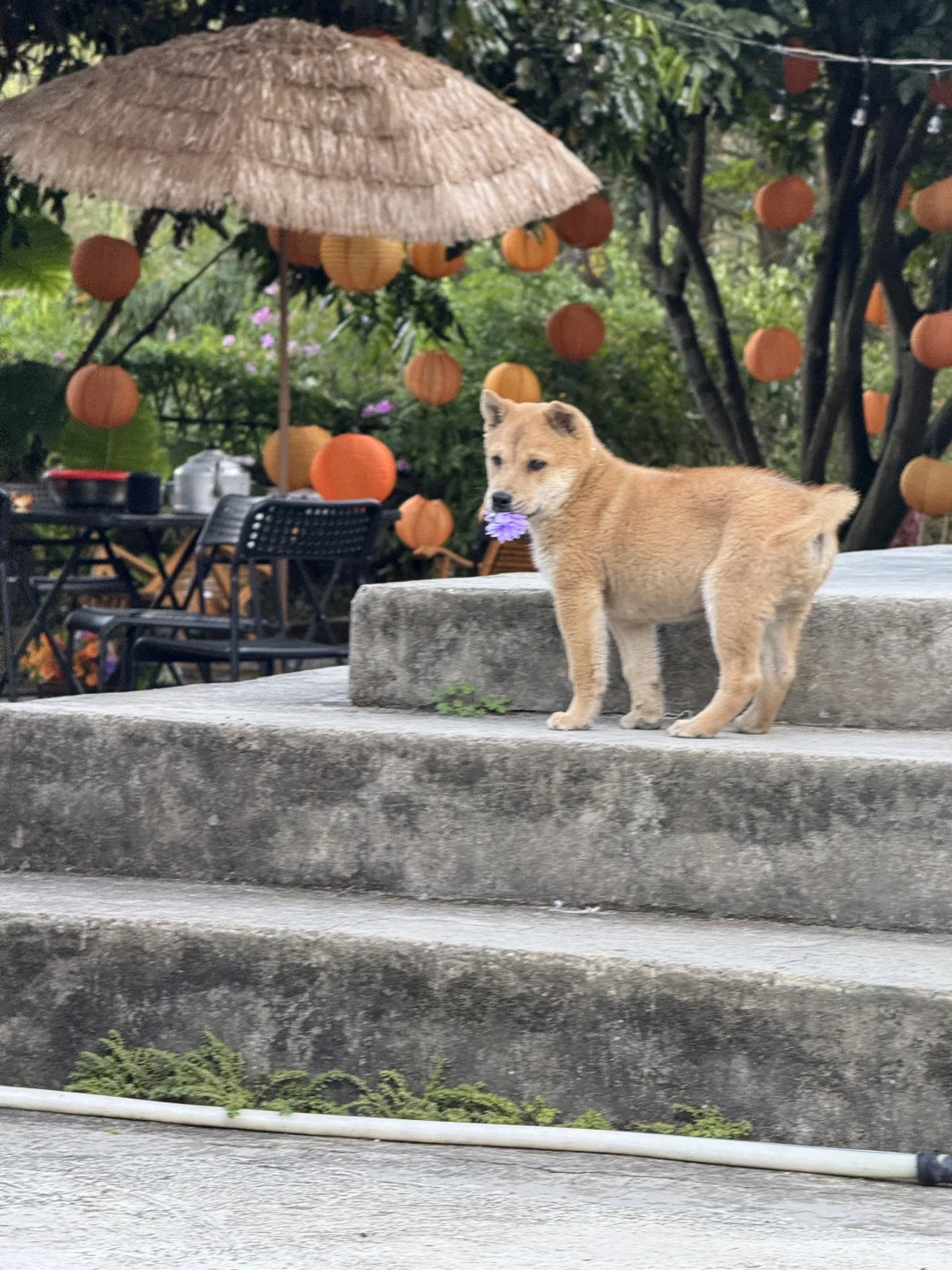 柳州｜漫花庄园太适合拍照📷了吧