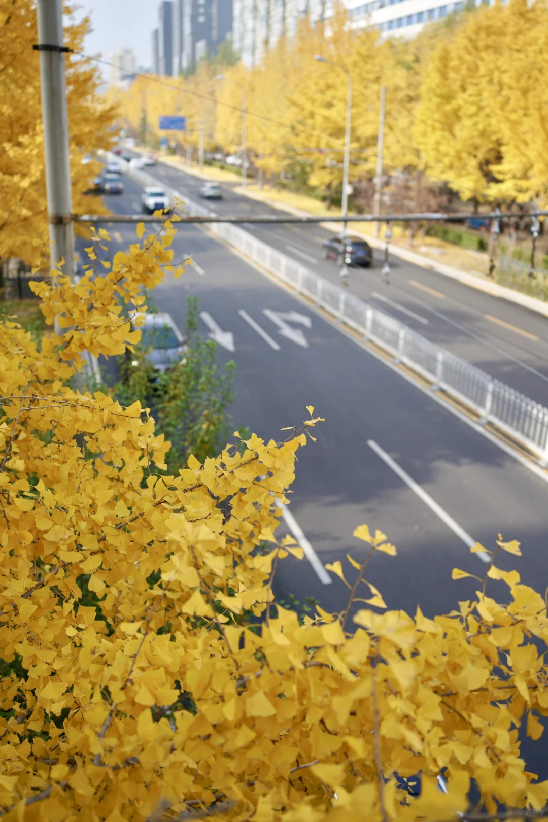 南宁周末两天赏秋攻略🍁看着一篇就够啦‼️