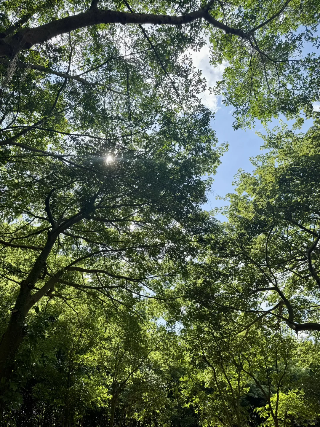 南宁青秀山4️⃣小时，不费脚！出片机位全攻略