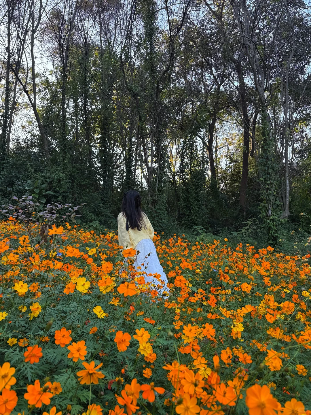 柳州｜漫花庄园太适合拍照📷了吧