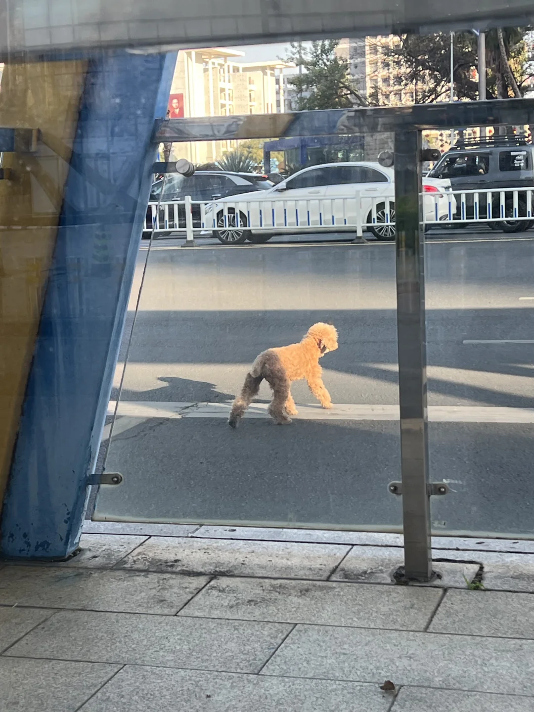 柳州谁的泰迪走丢了主人快来