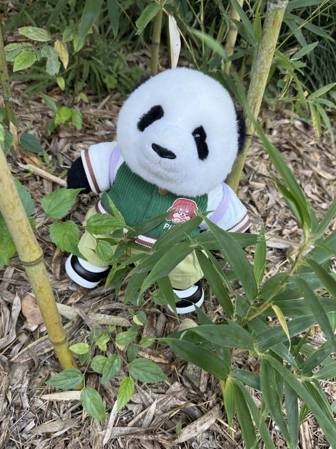 mini么去柳州动物园看大熊猫明浜&蜀琳