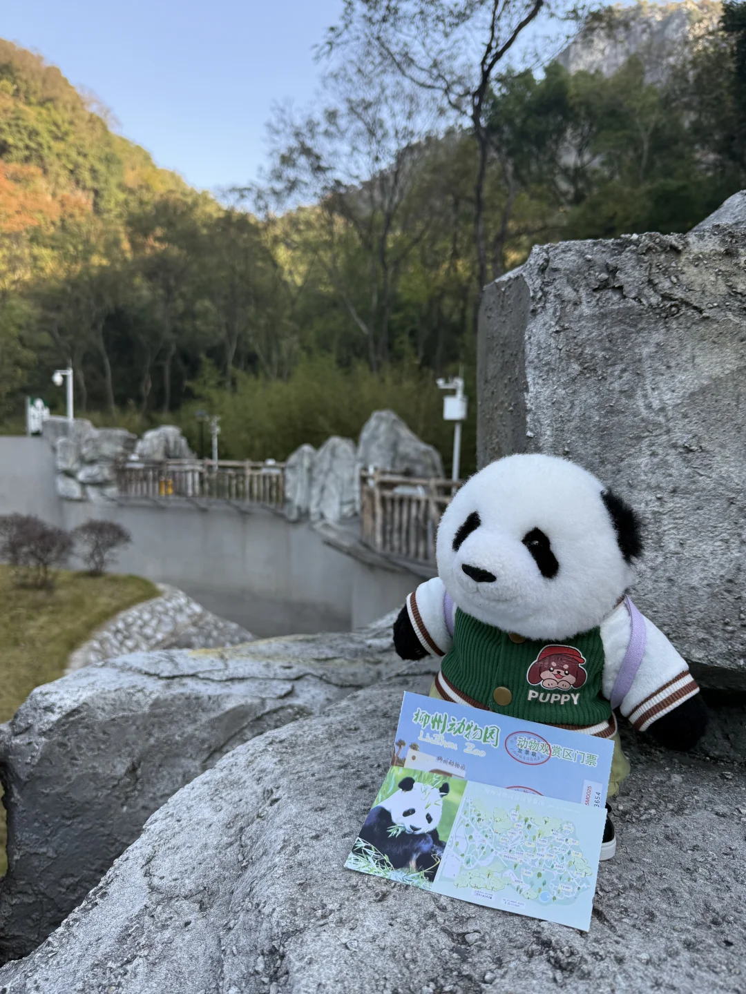 mini么去柳州动物园看大熊猫明浜&蜀琳