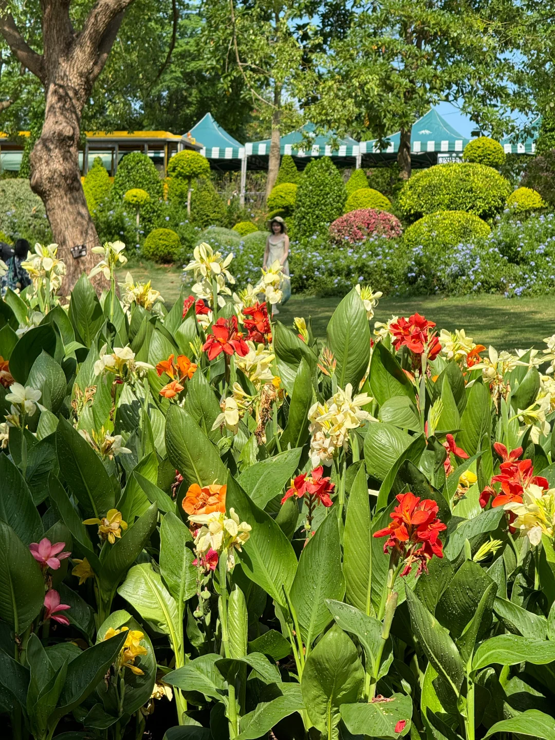 植物爱好者来南宁青秀山会激动的疯掉！