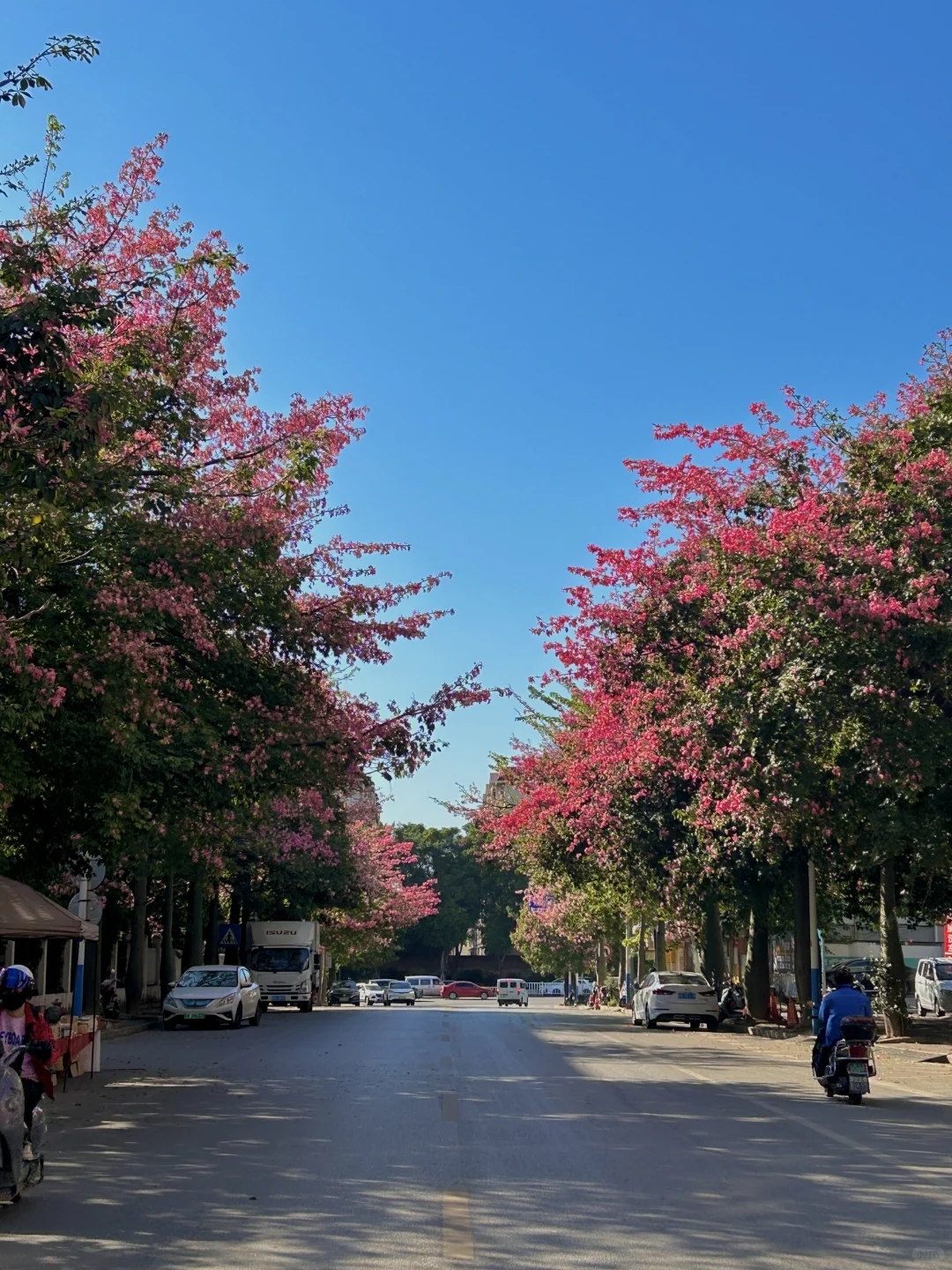 柳州11.13实况。。异木棉爆开啦！！