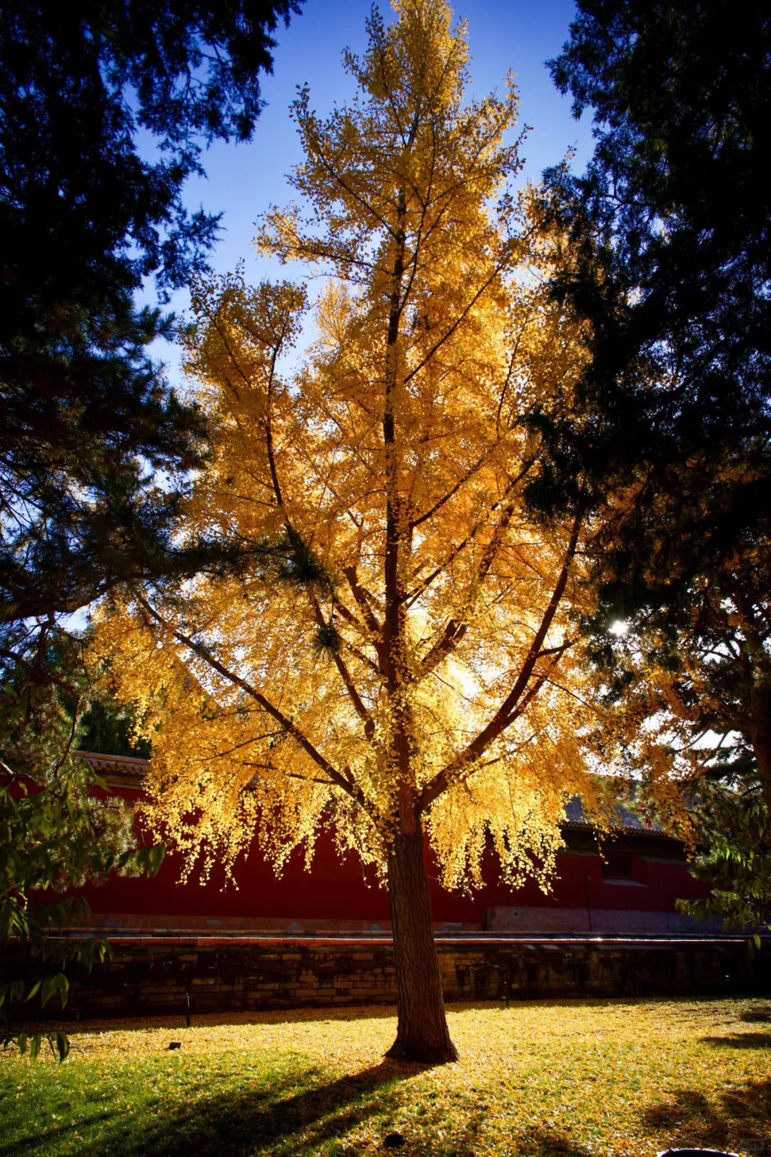 南宁周末两天赏秋攻略🍁看着一篇就够啦‼️