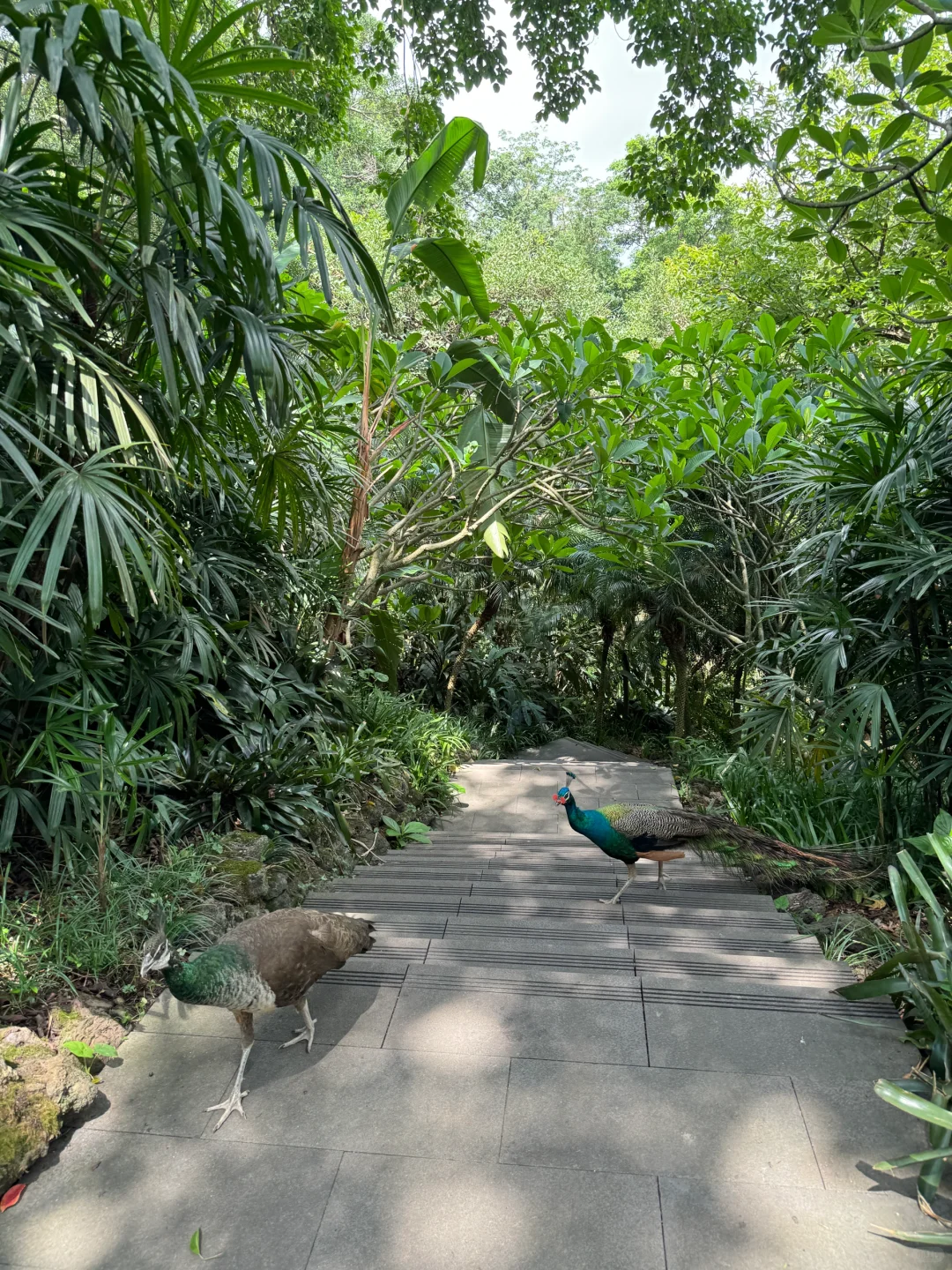 植物爱好者来南宁青秀山会激动的疯掉！